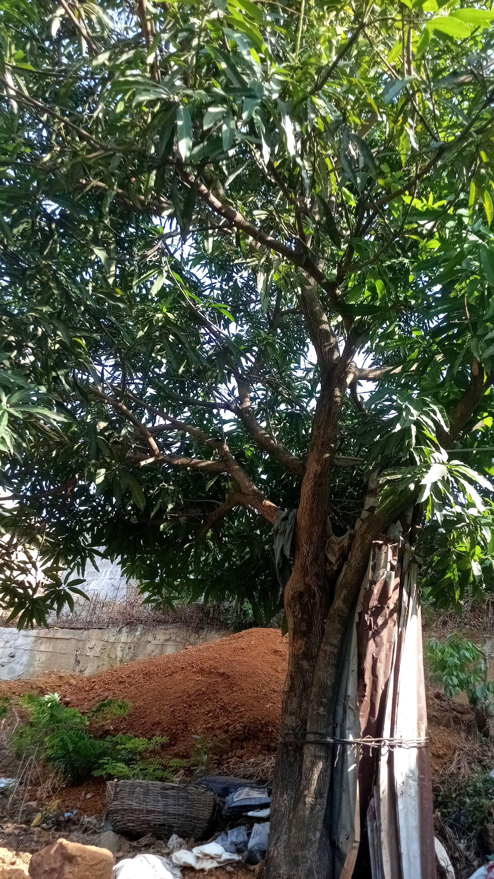 tree