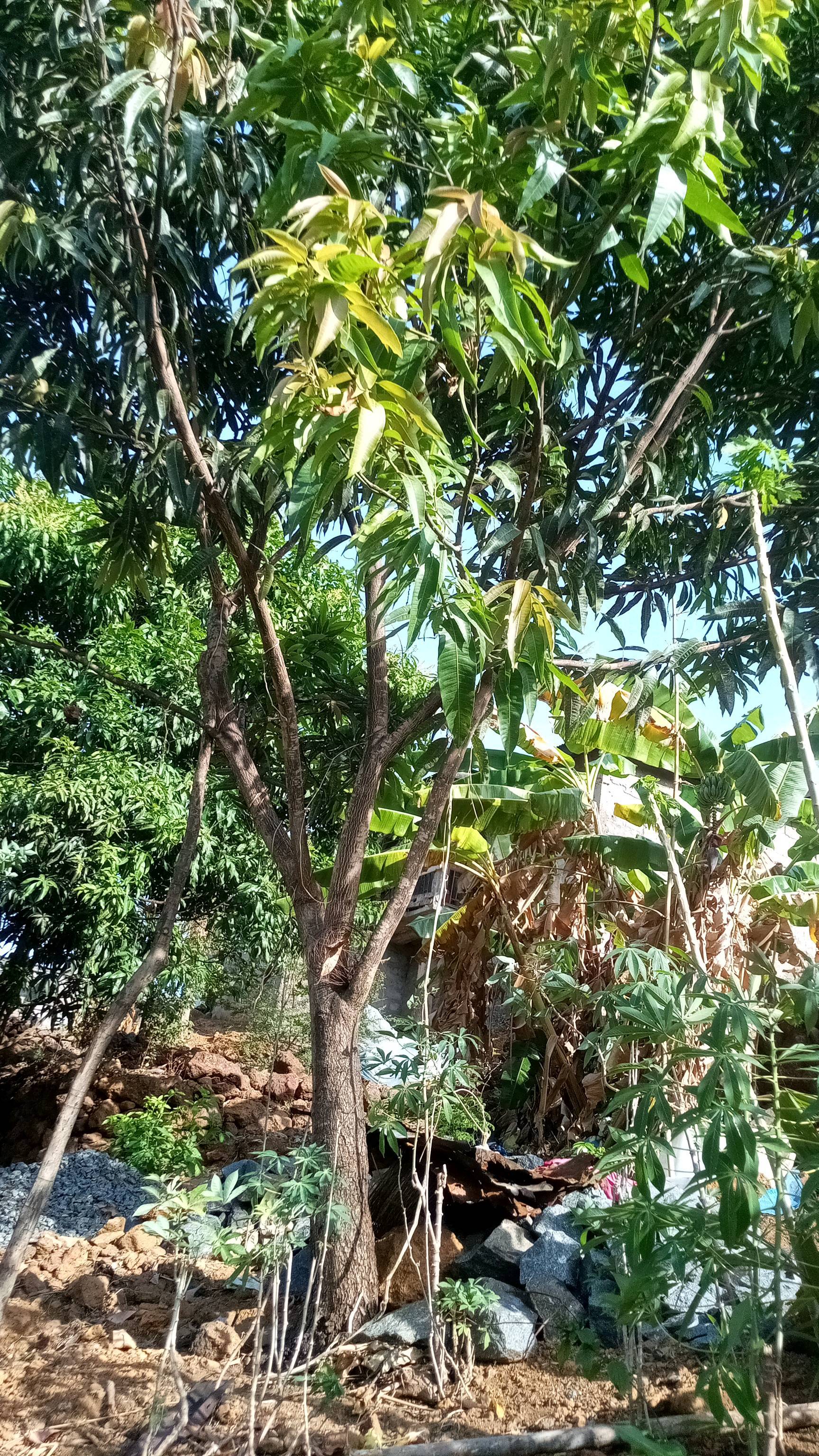 tree
