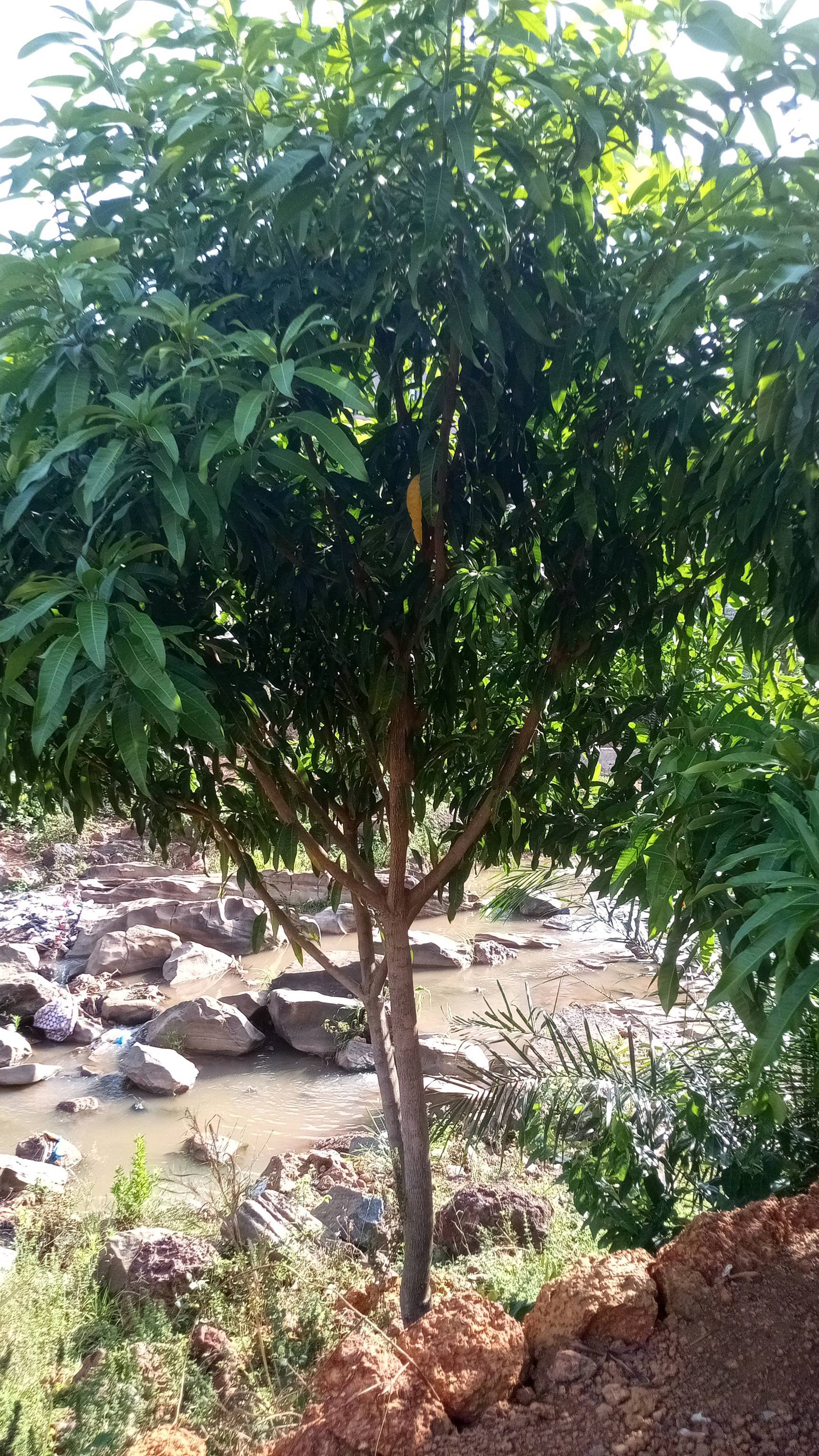 tree
