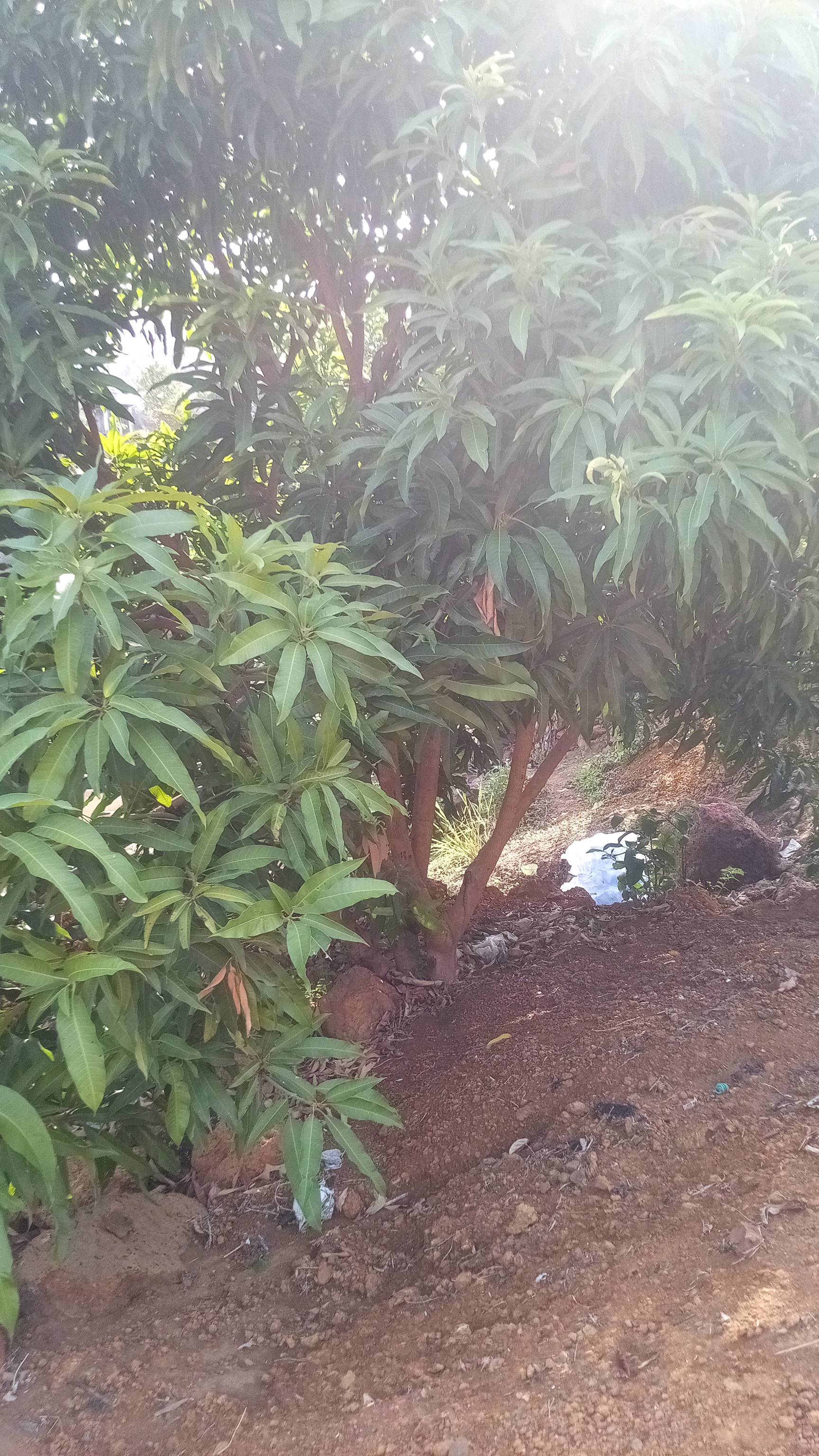 tree