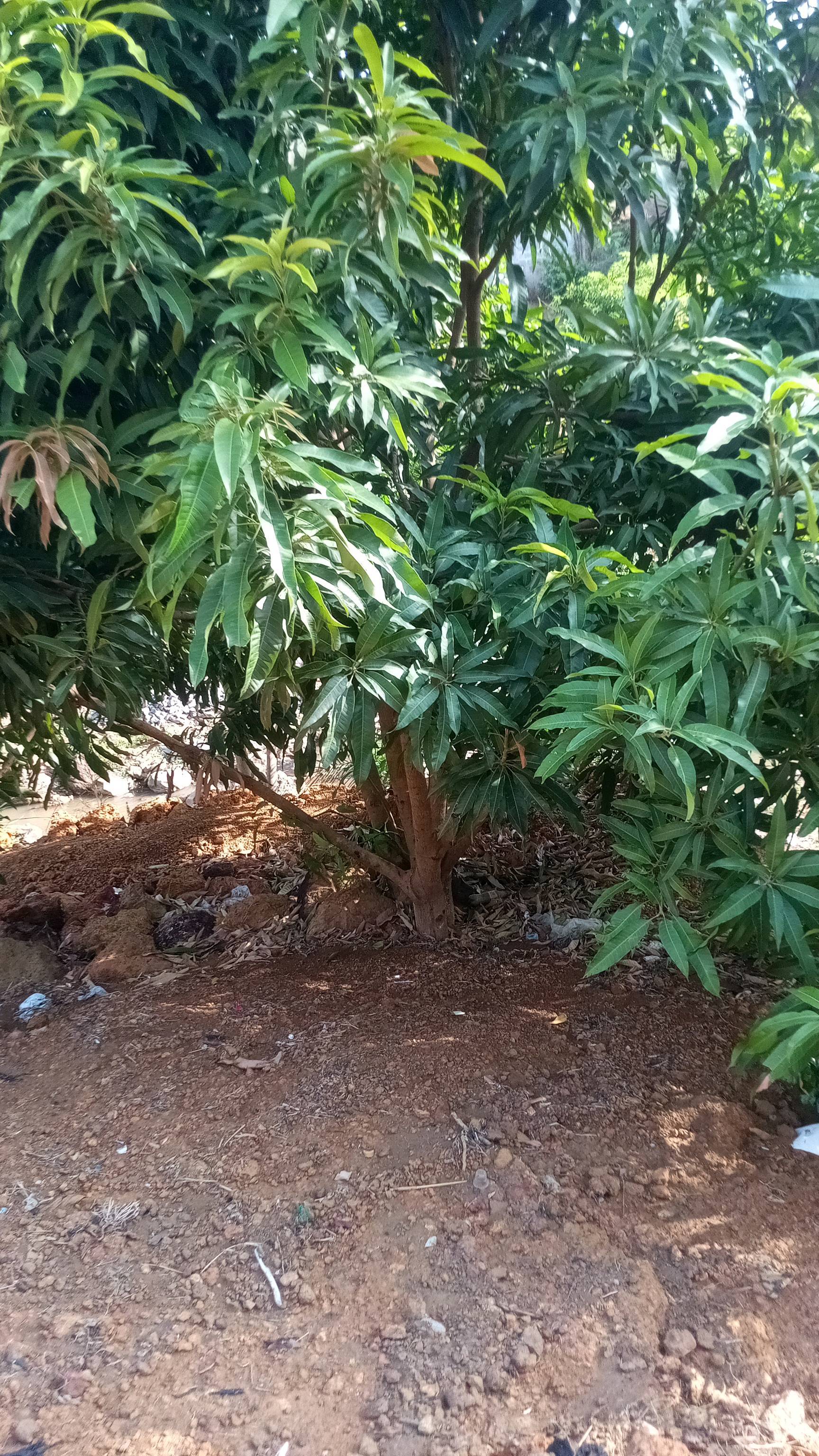 tree