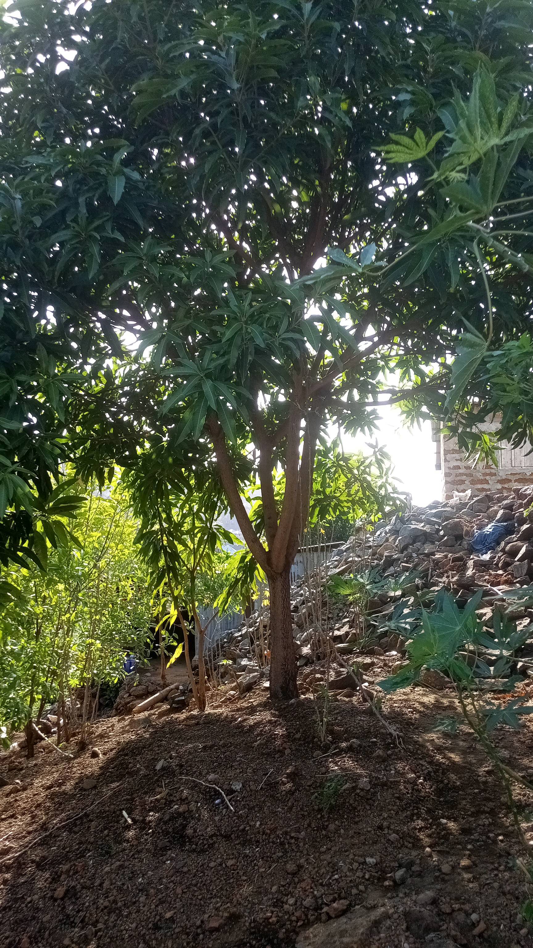 tree