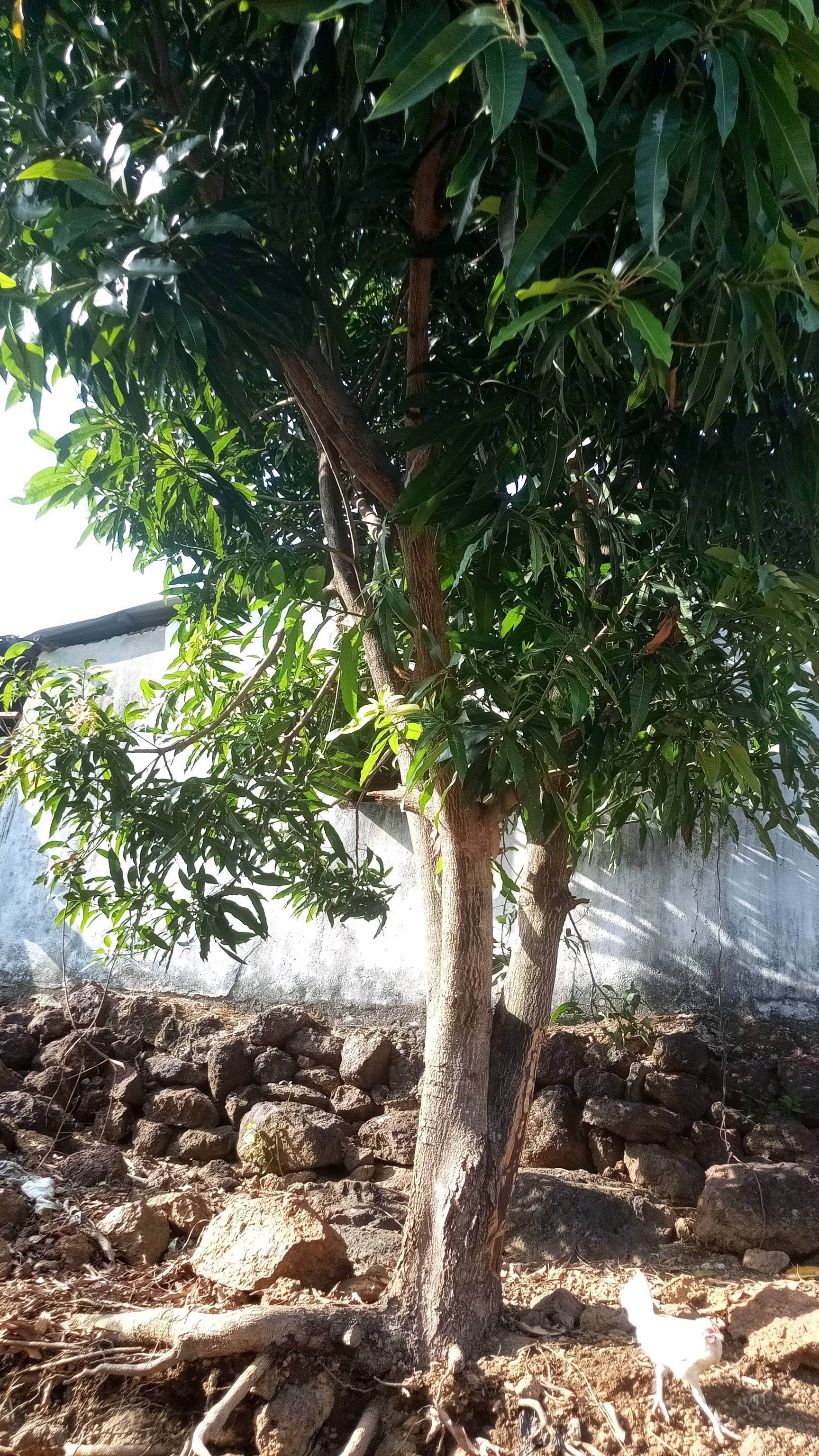 tree