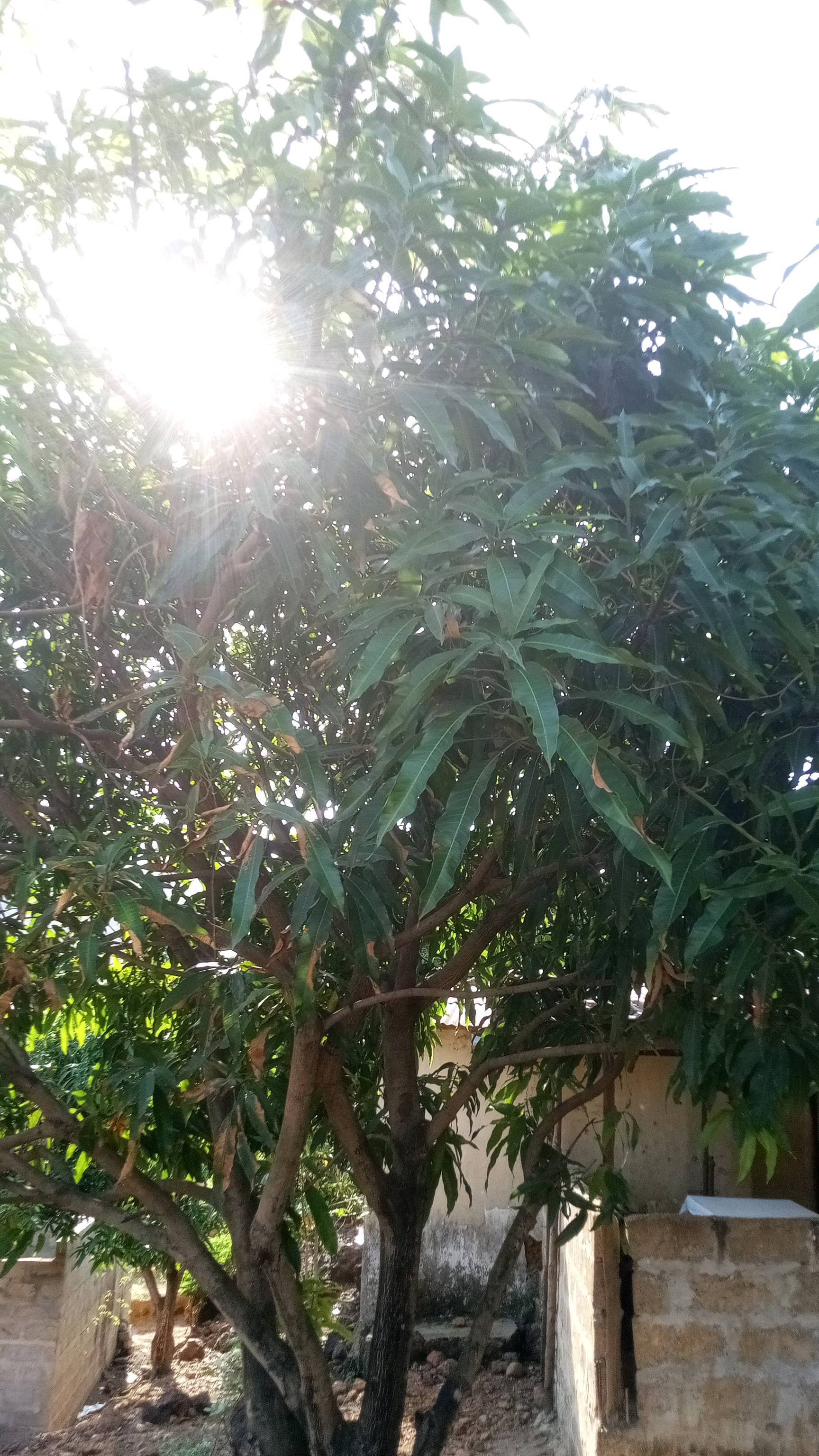tree
