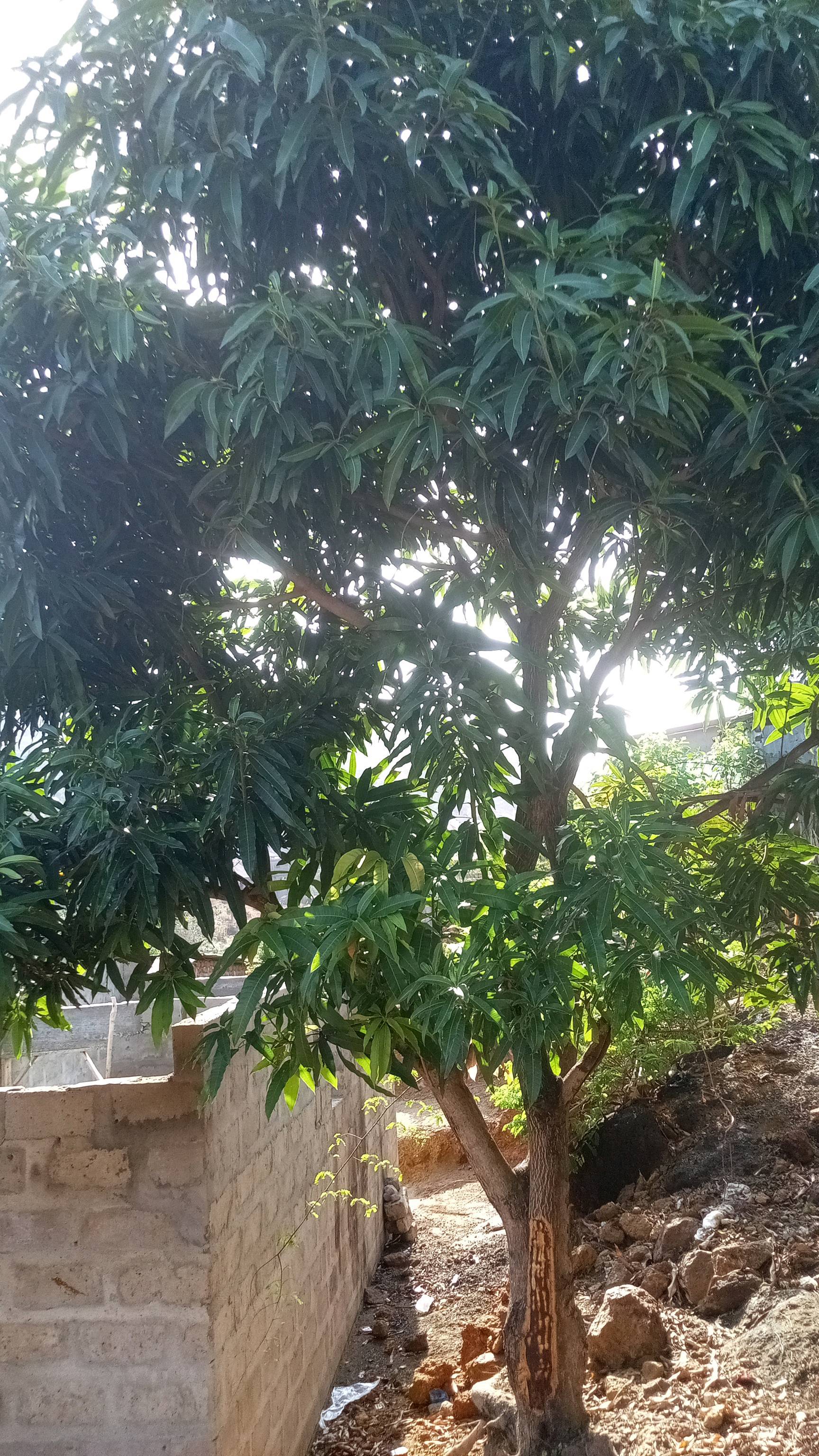 tree
