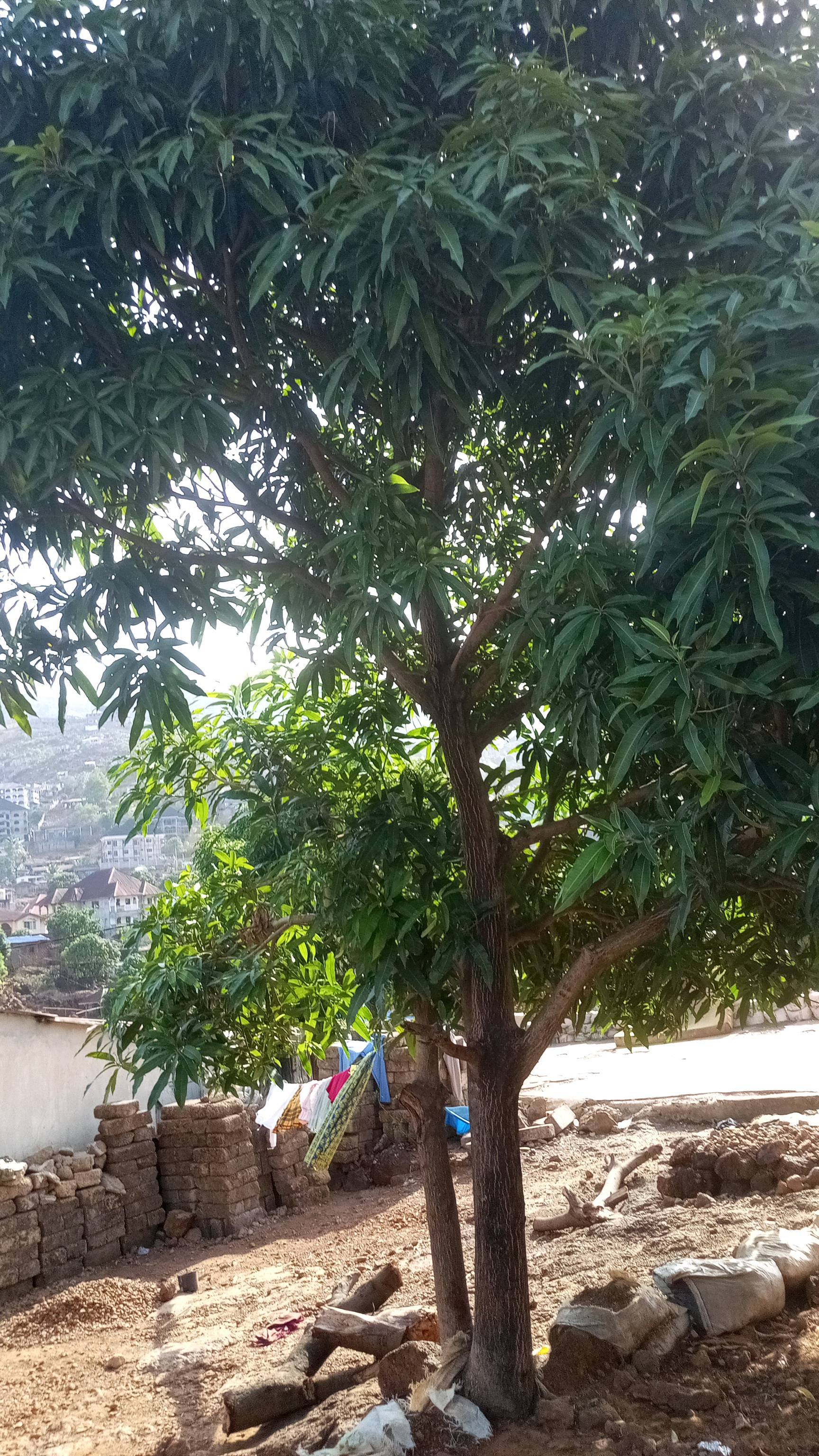 tree