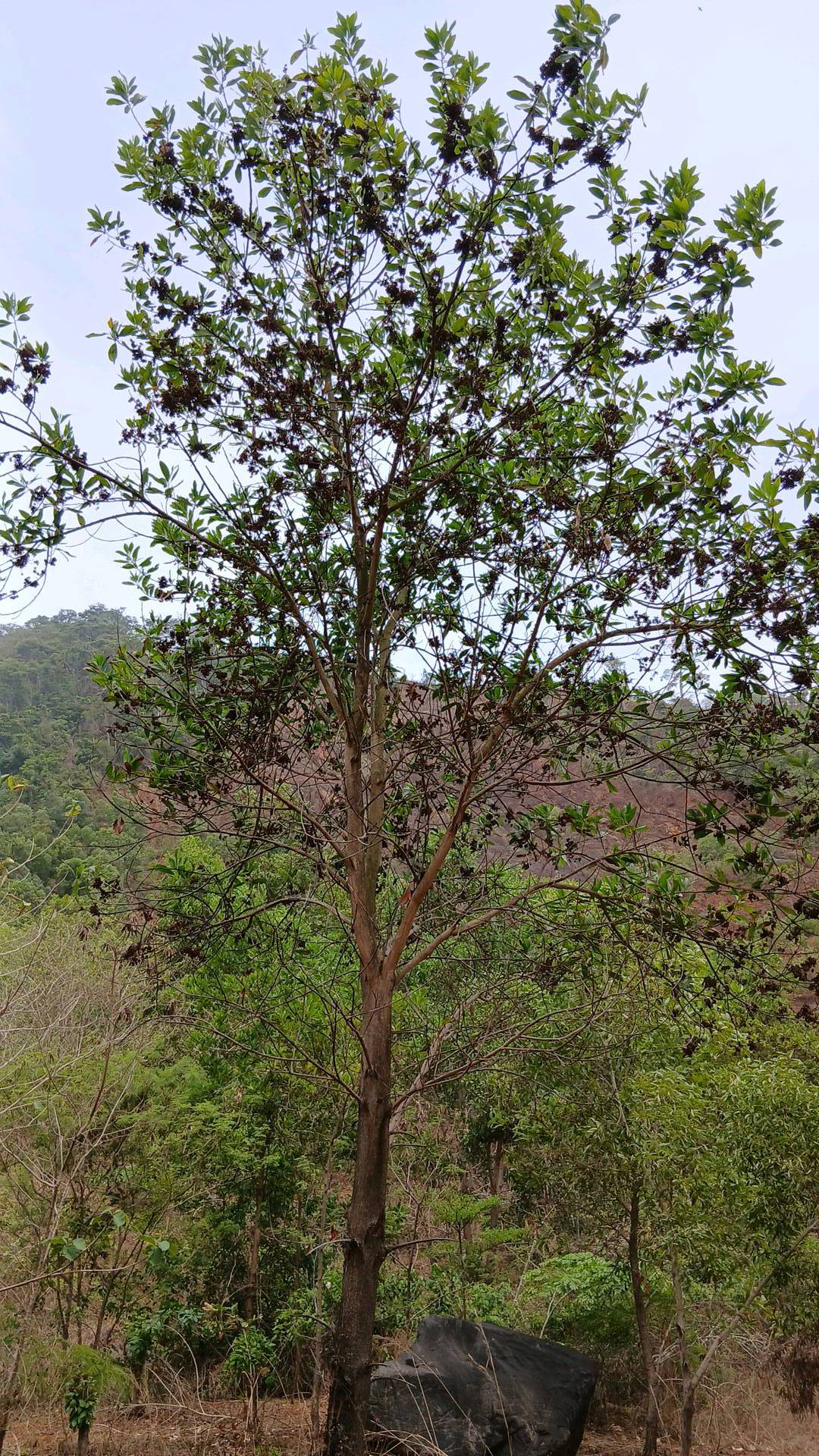 tree