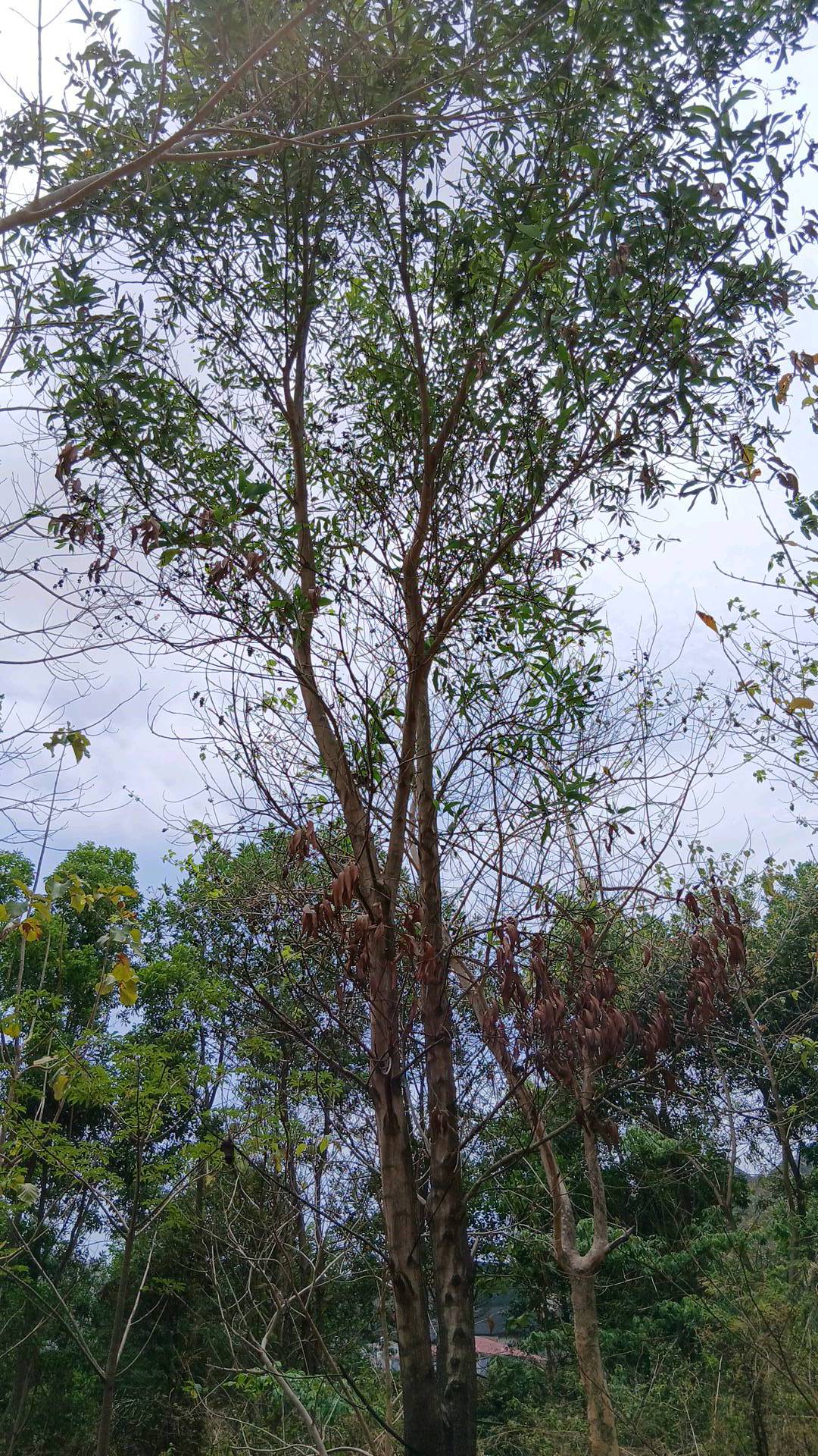 tree