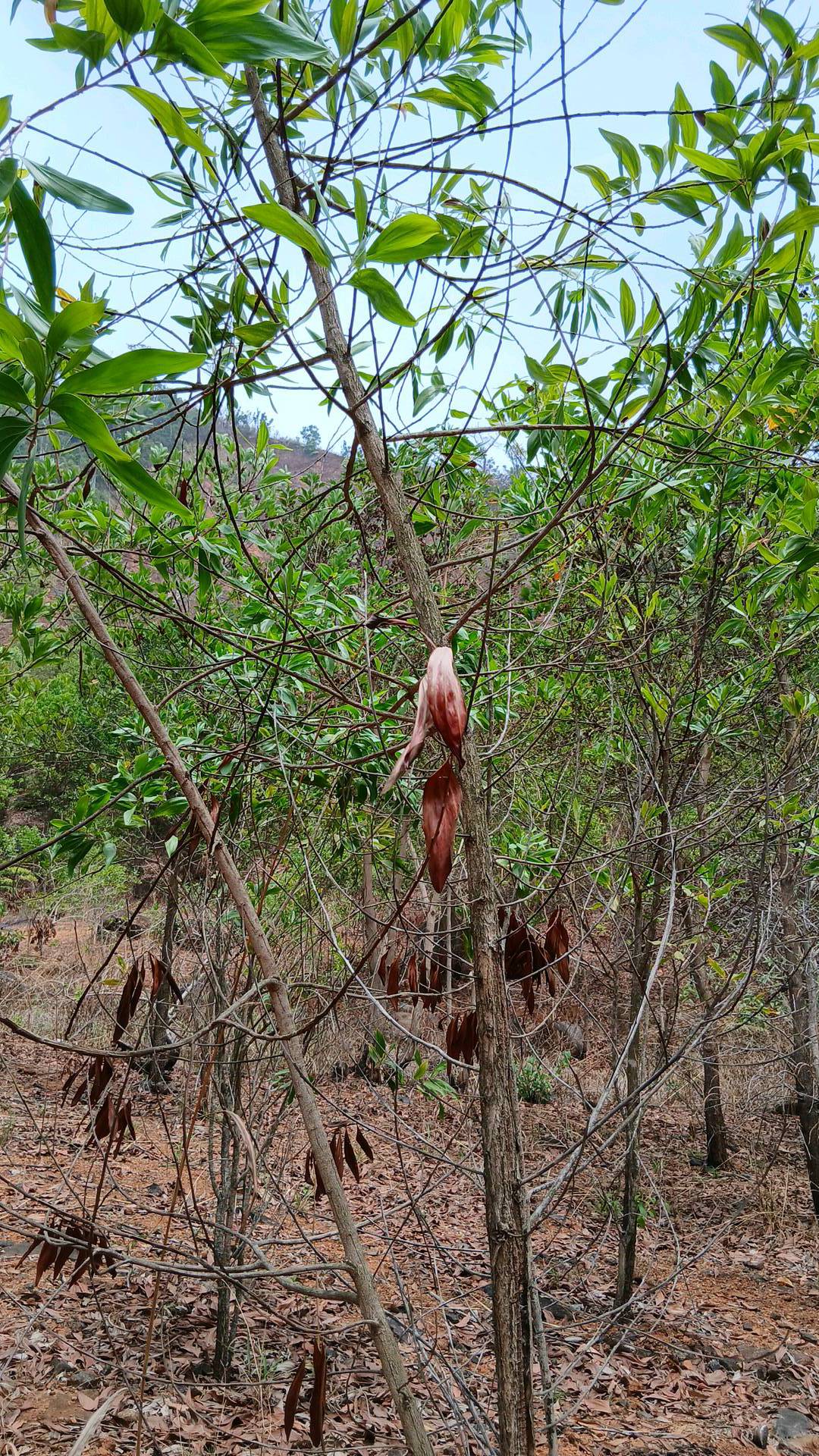 tree