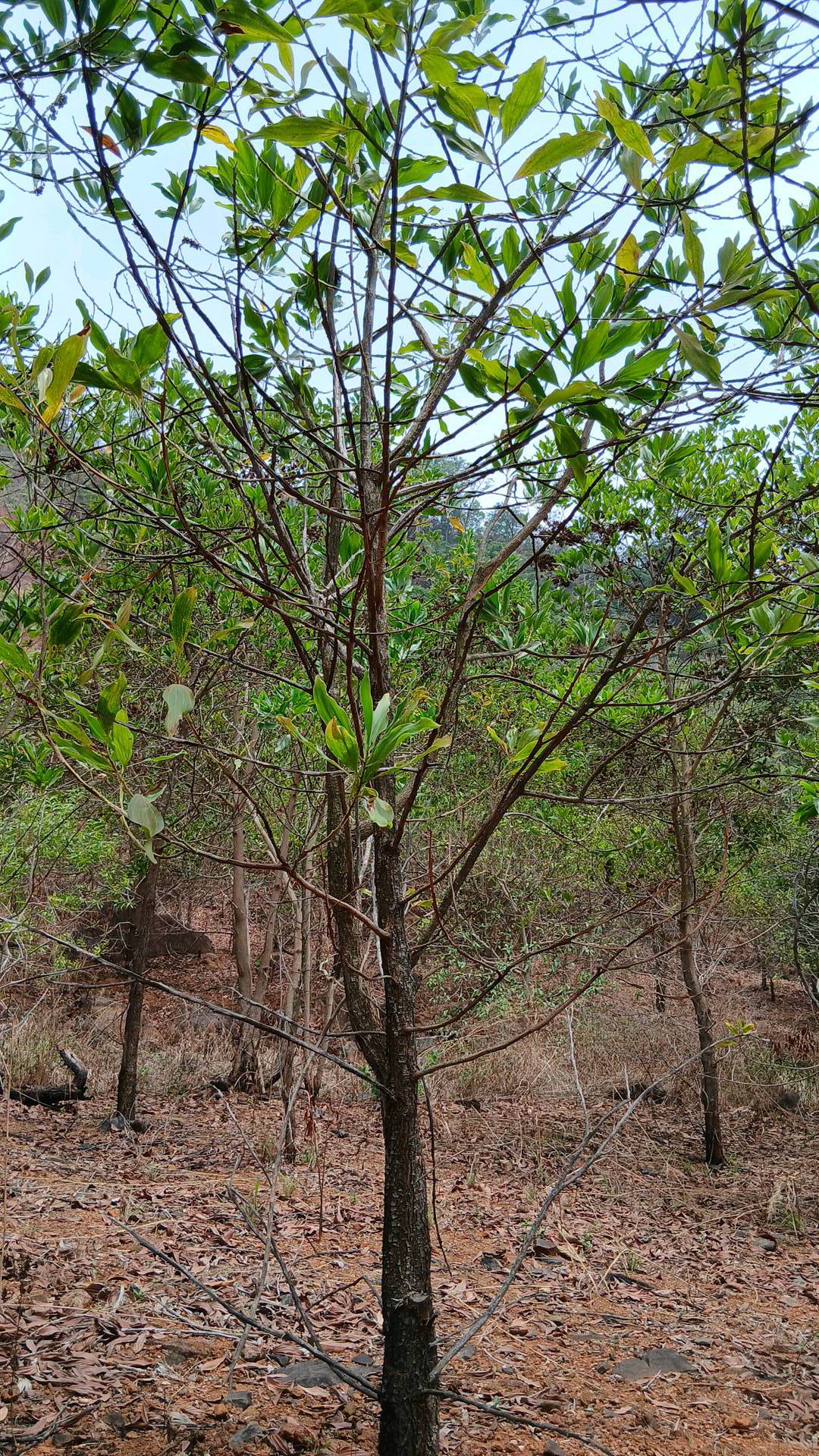 tree