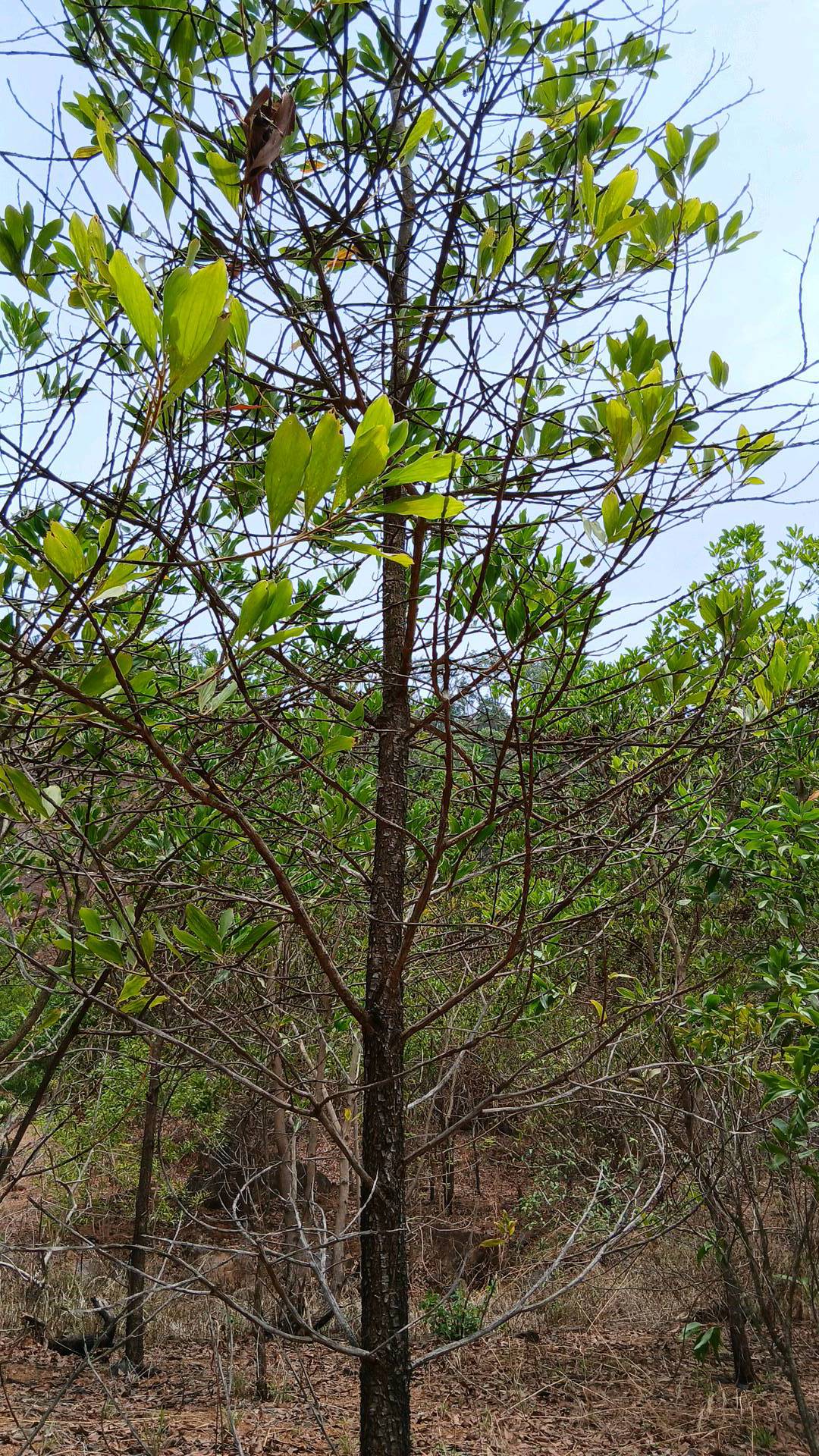 tree