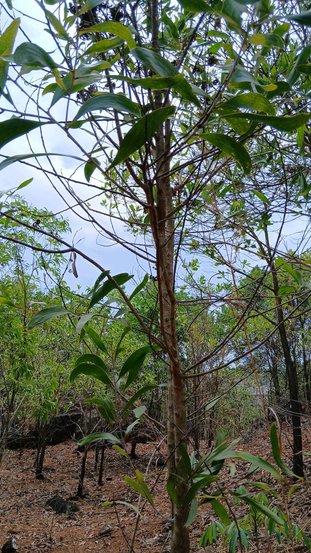 tree
