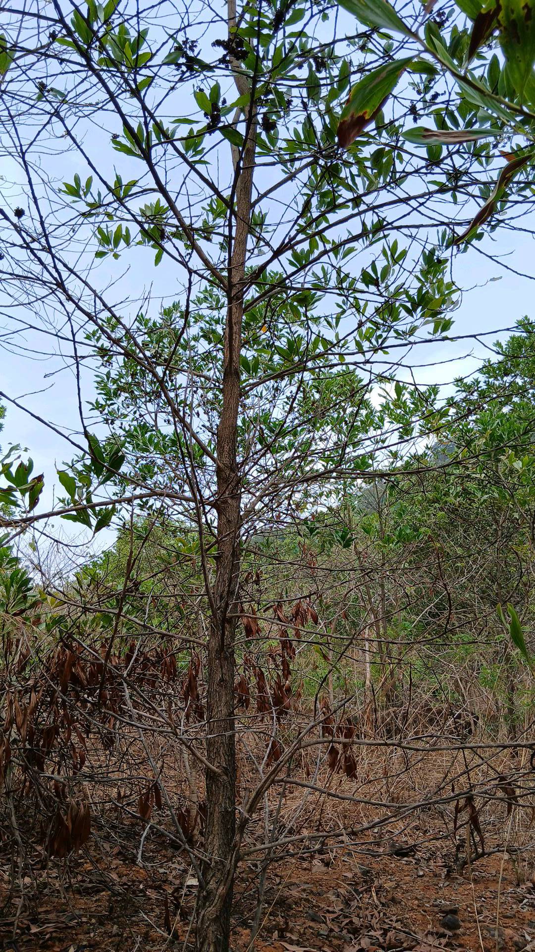 tree