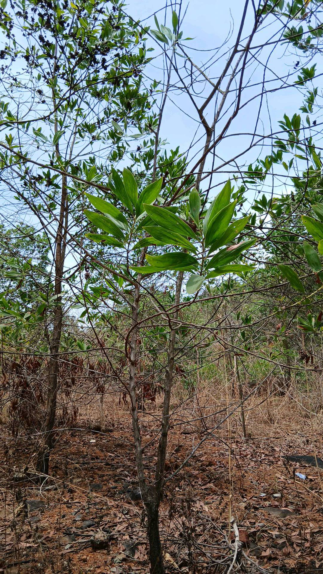 tree