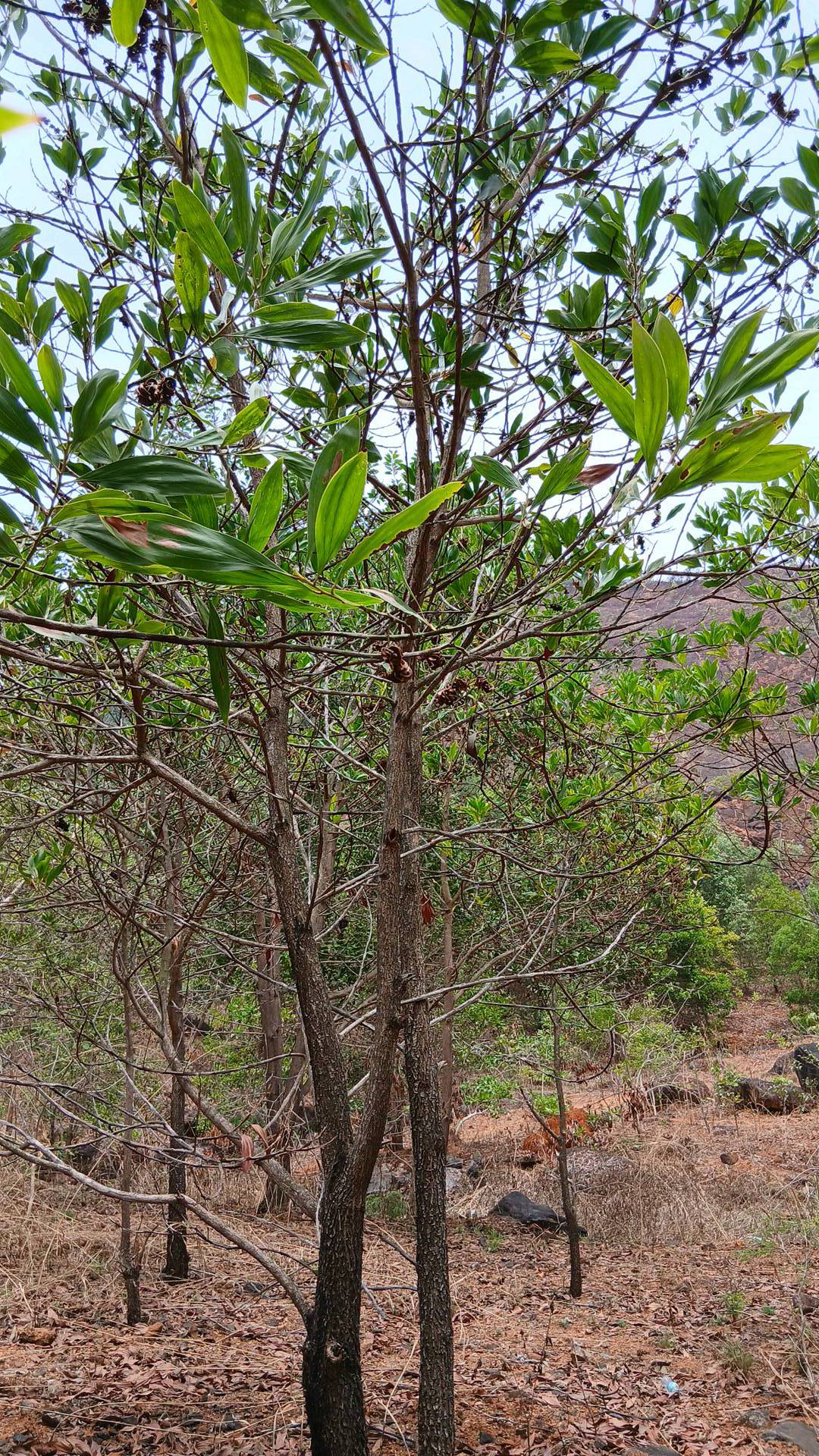 tree