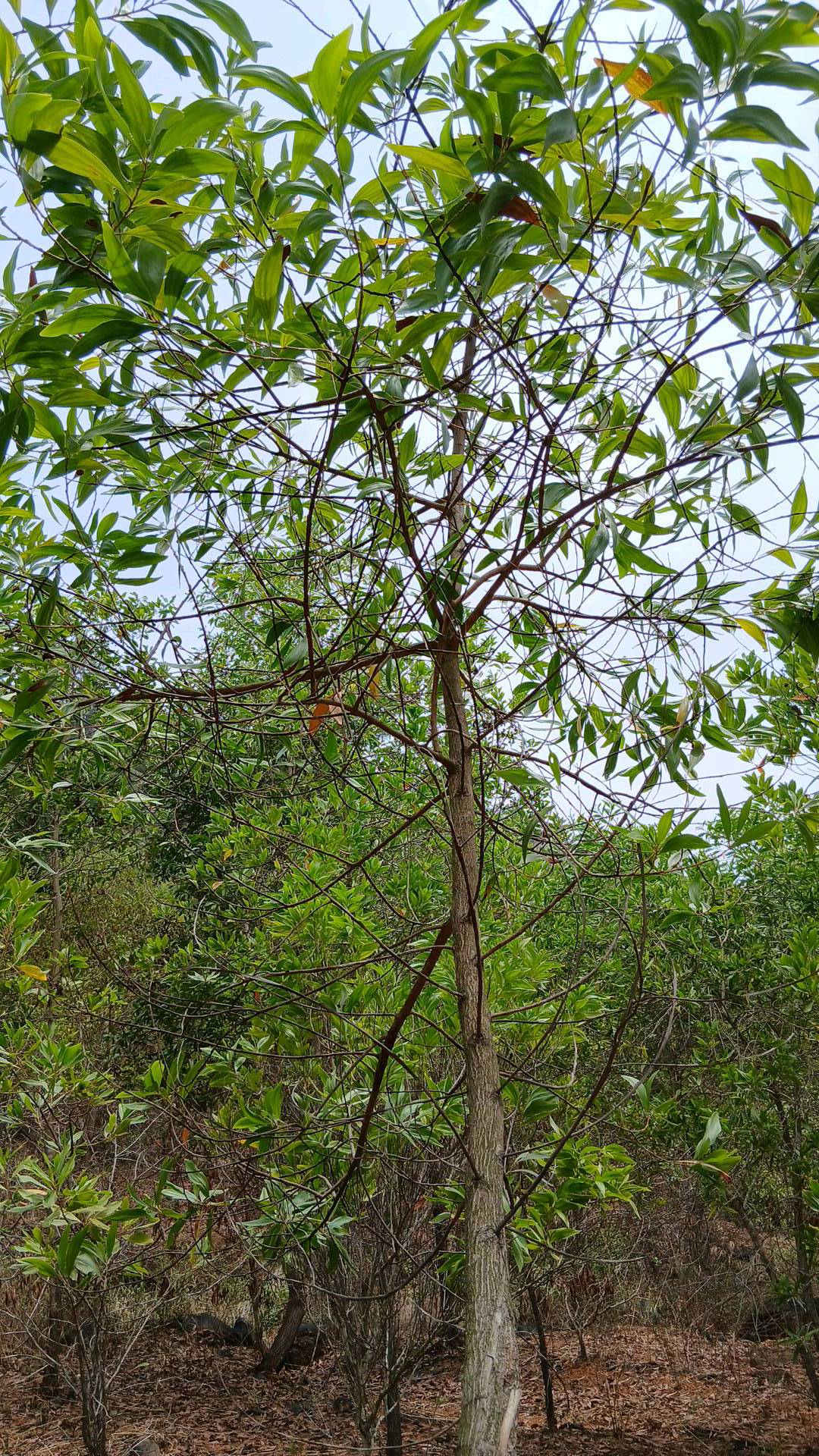 tree