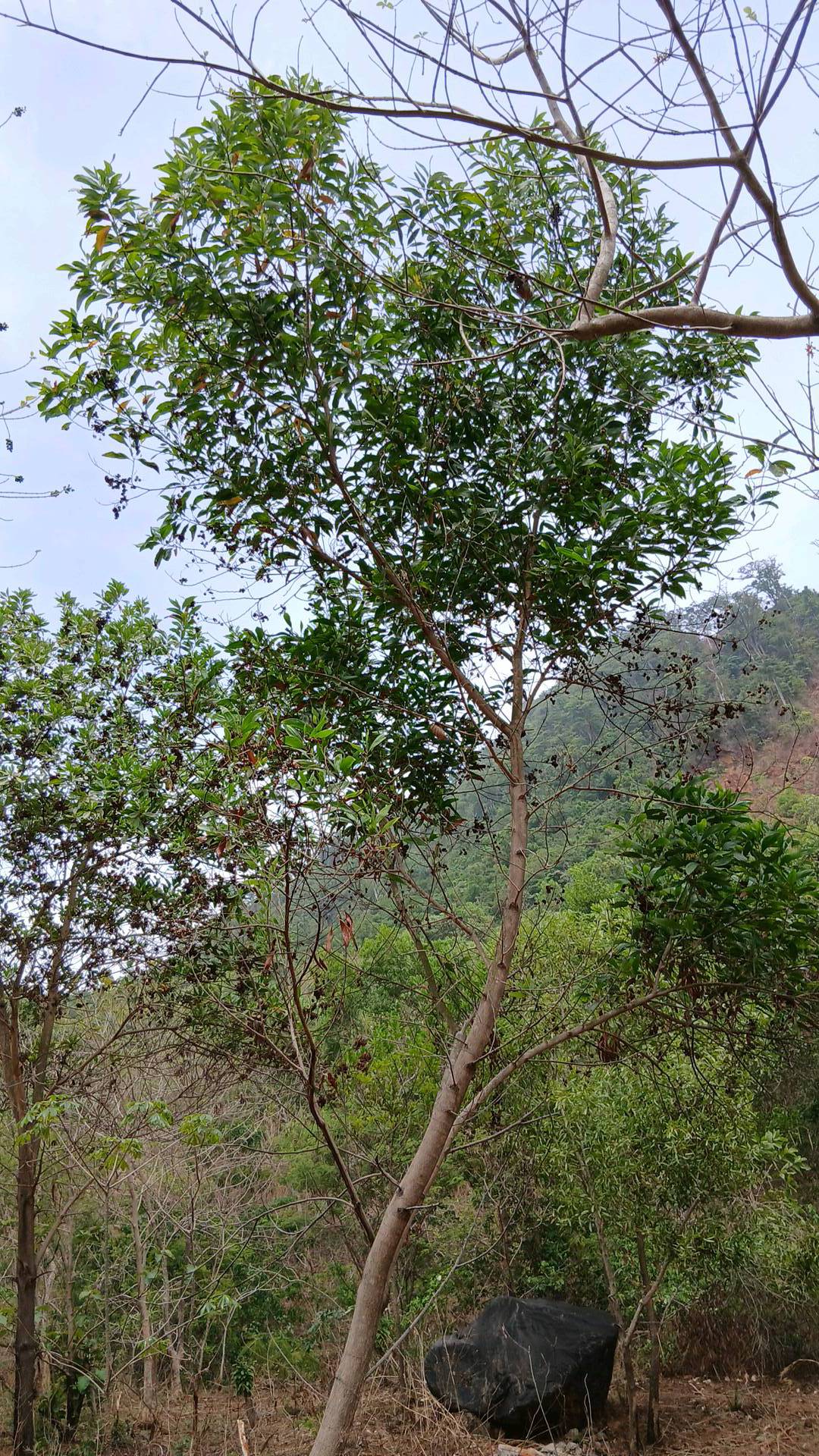 tree