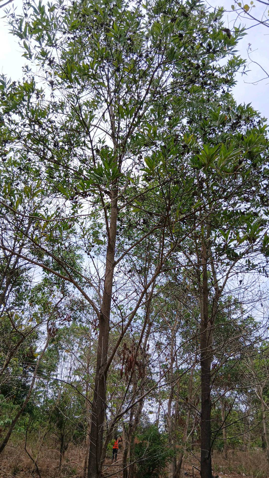 tree