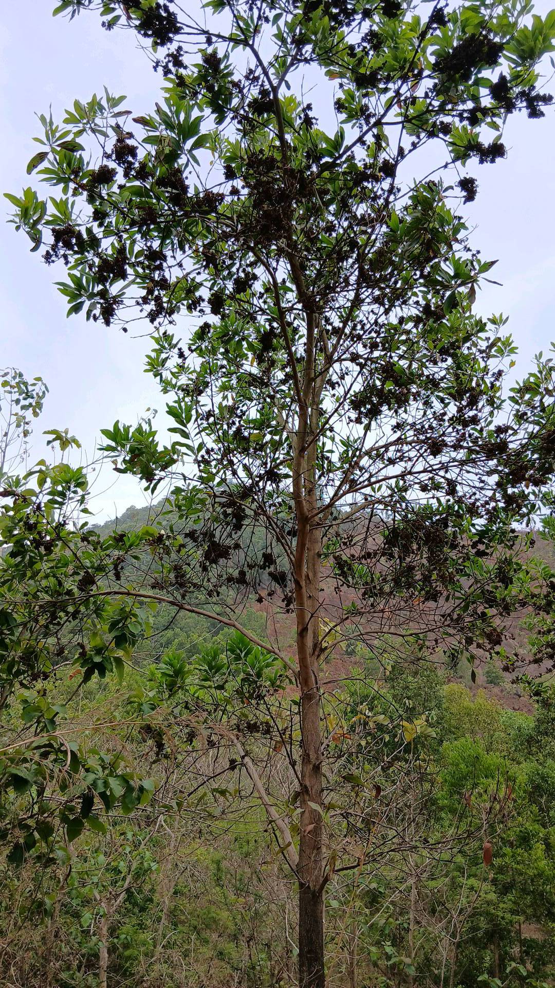 tree