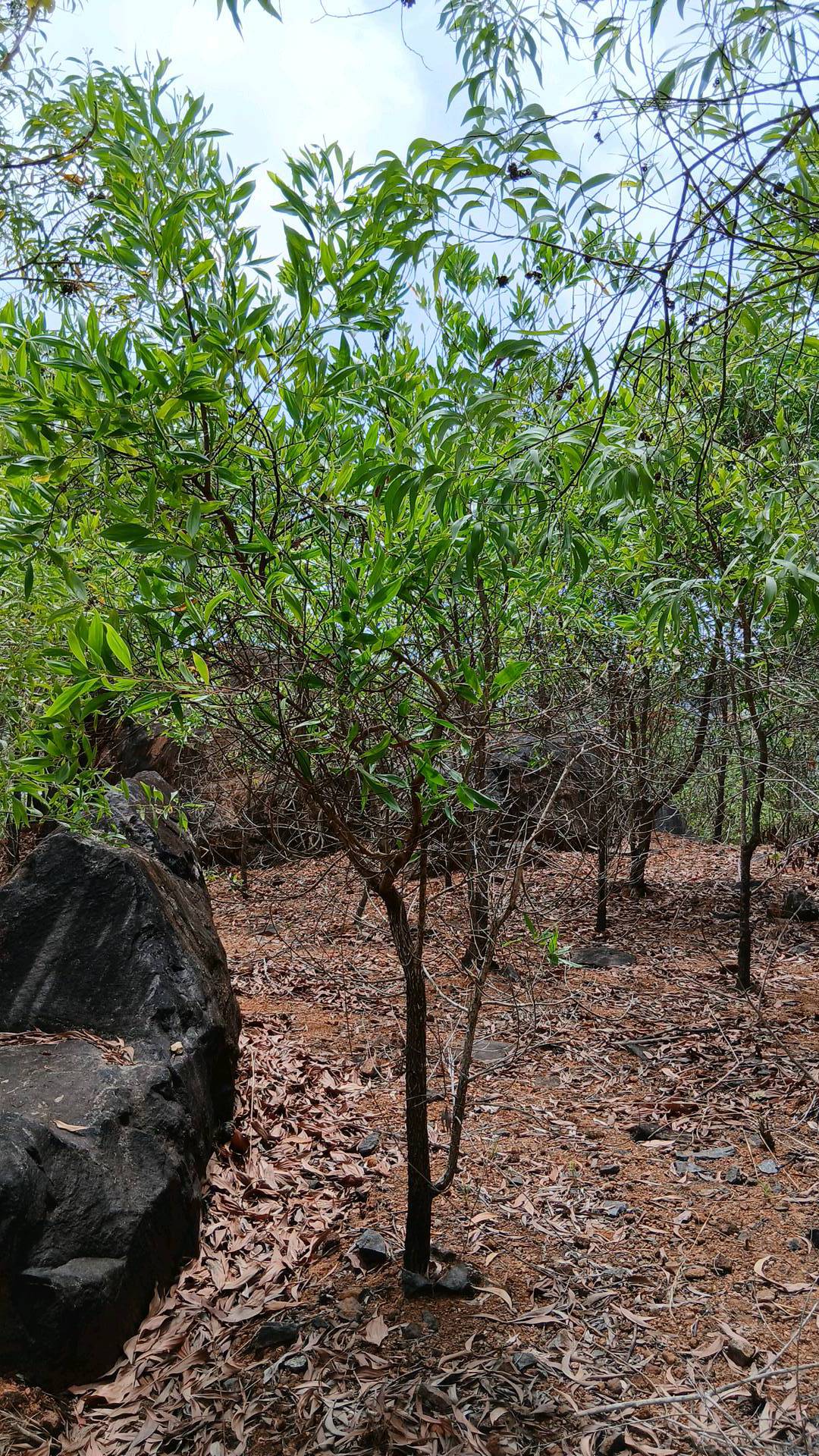 tree