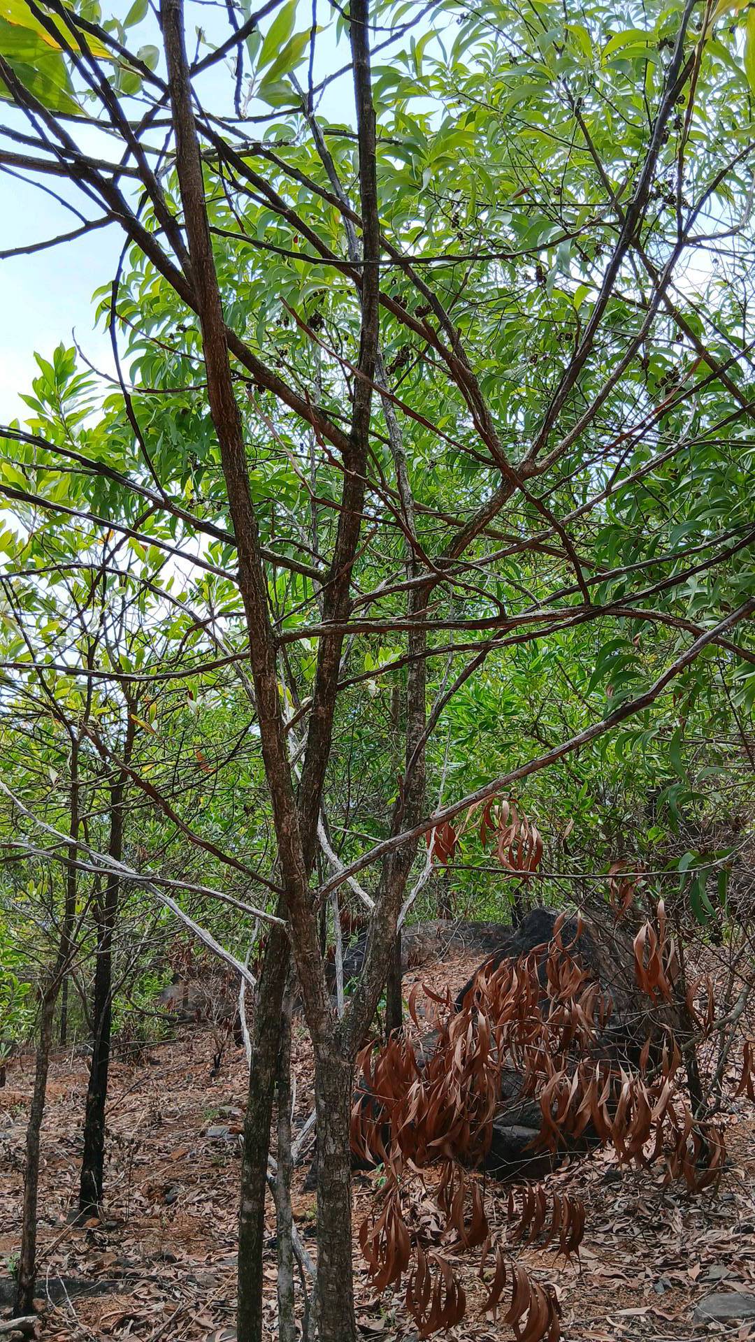 tree