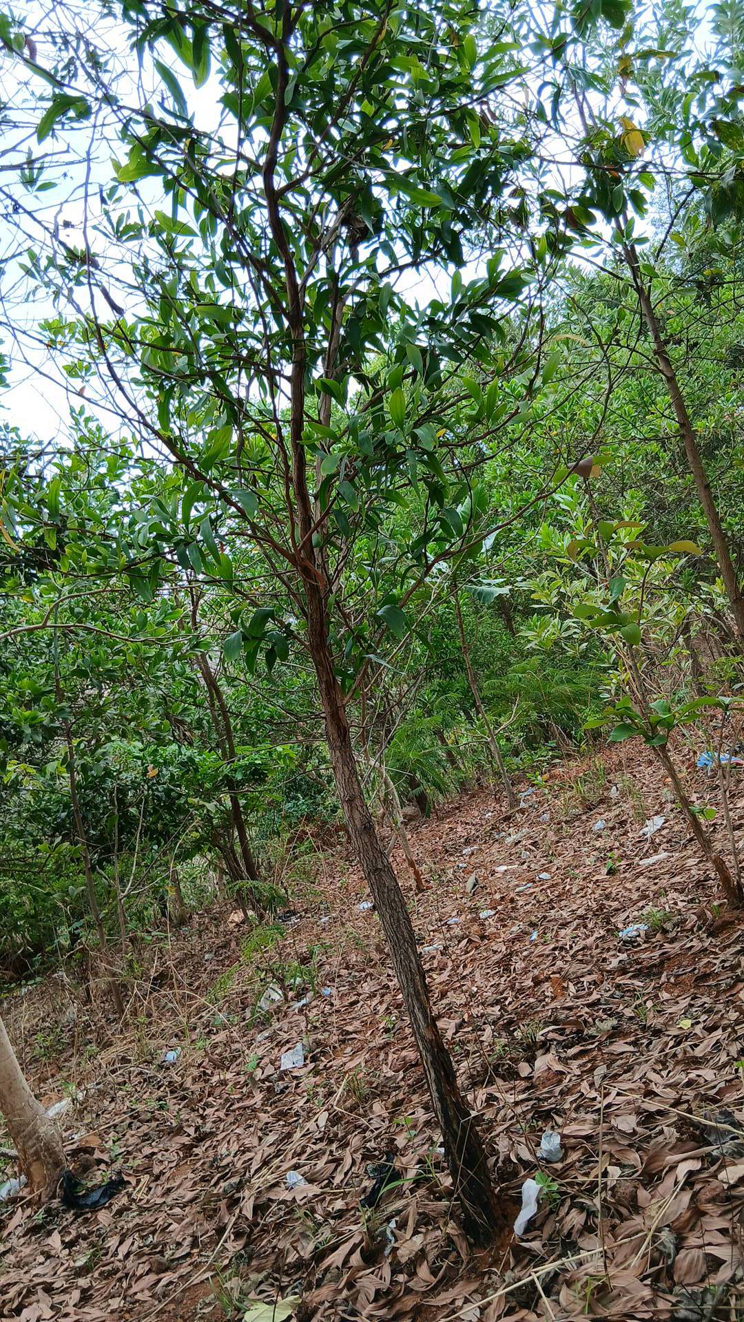 tree