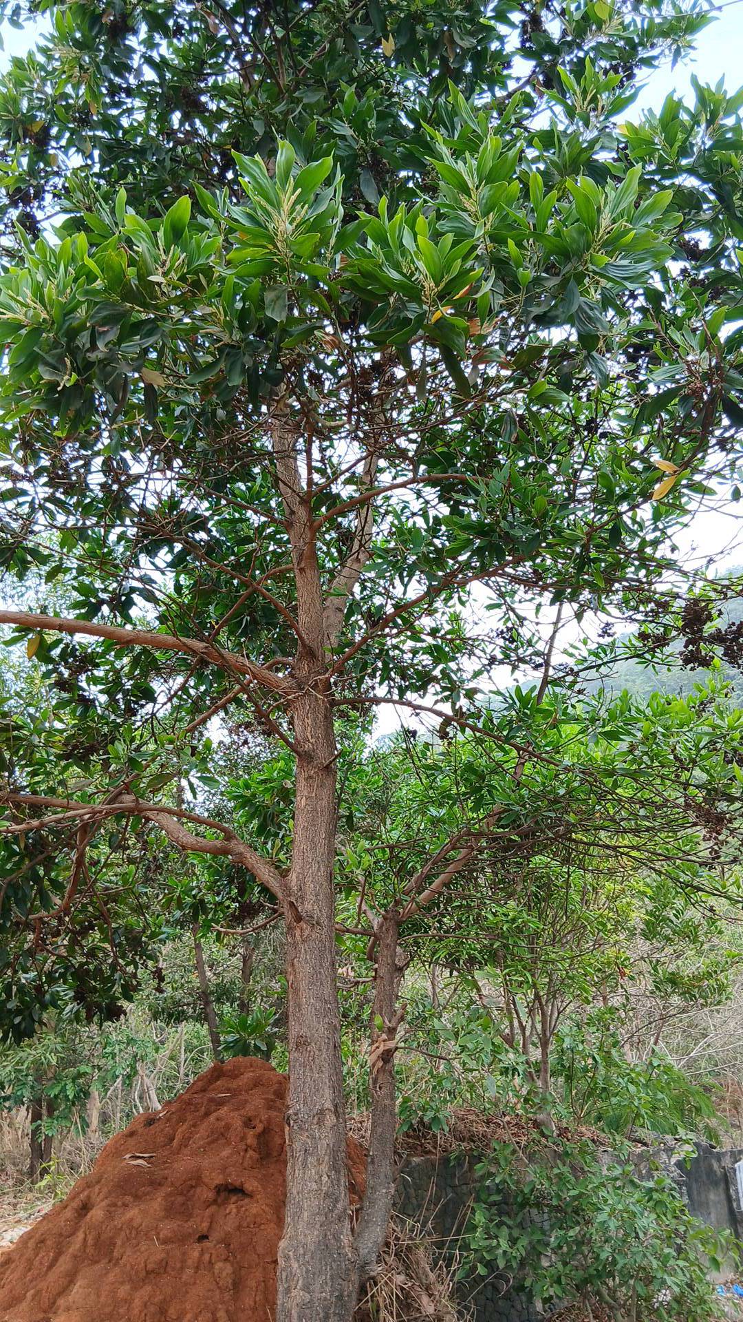 tree