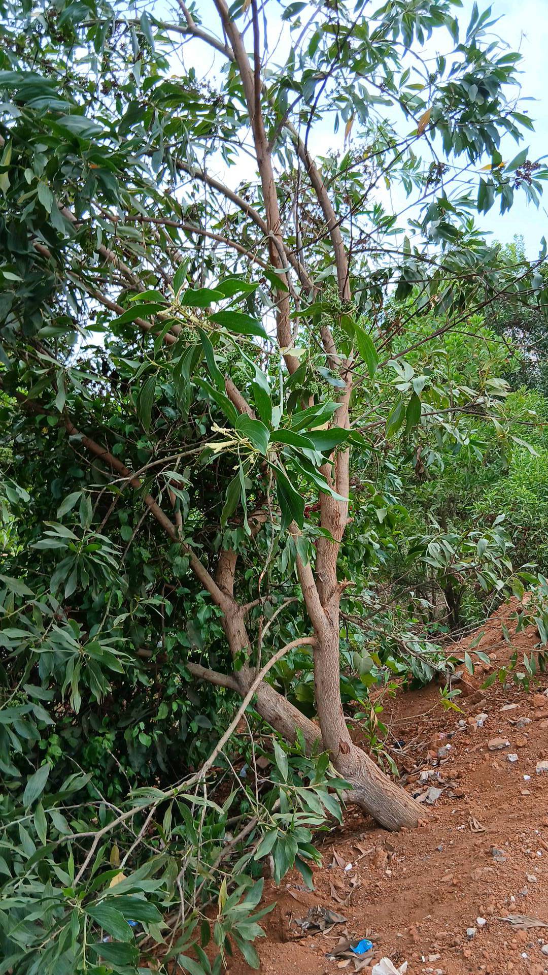 tree
