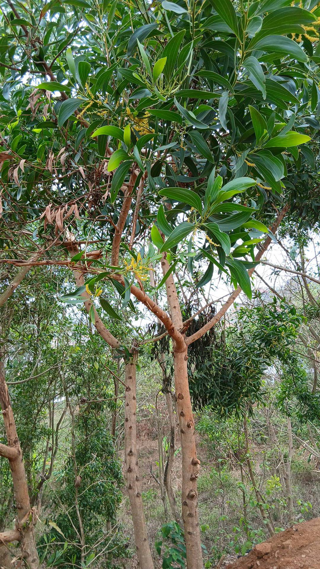 tree