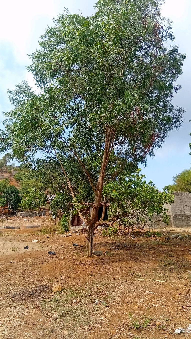 tree