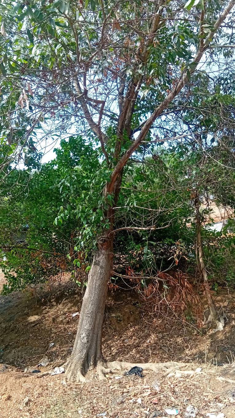 tree