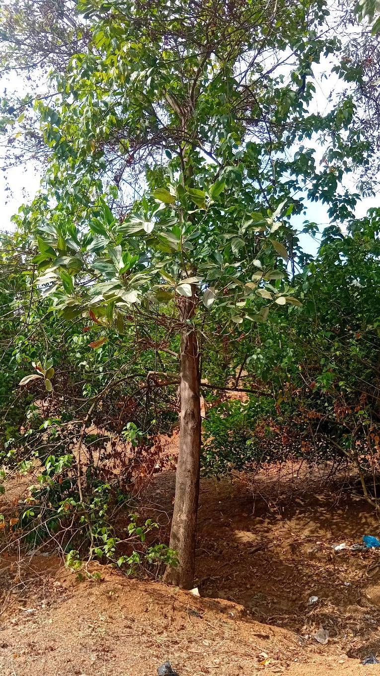 tree