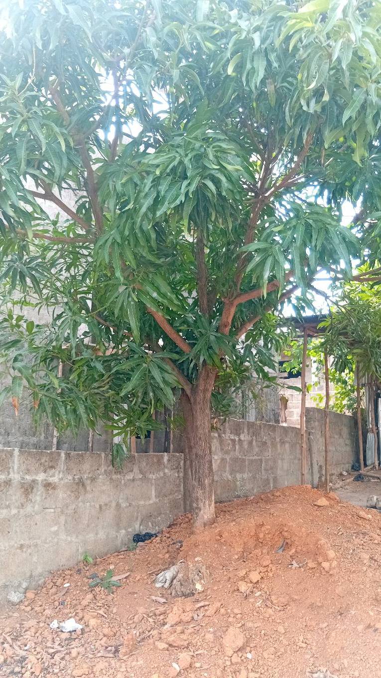 tree