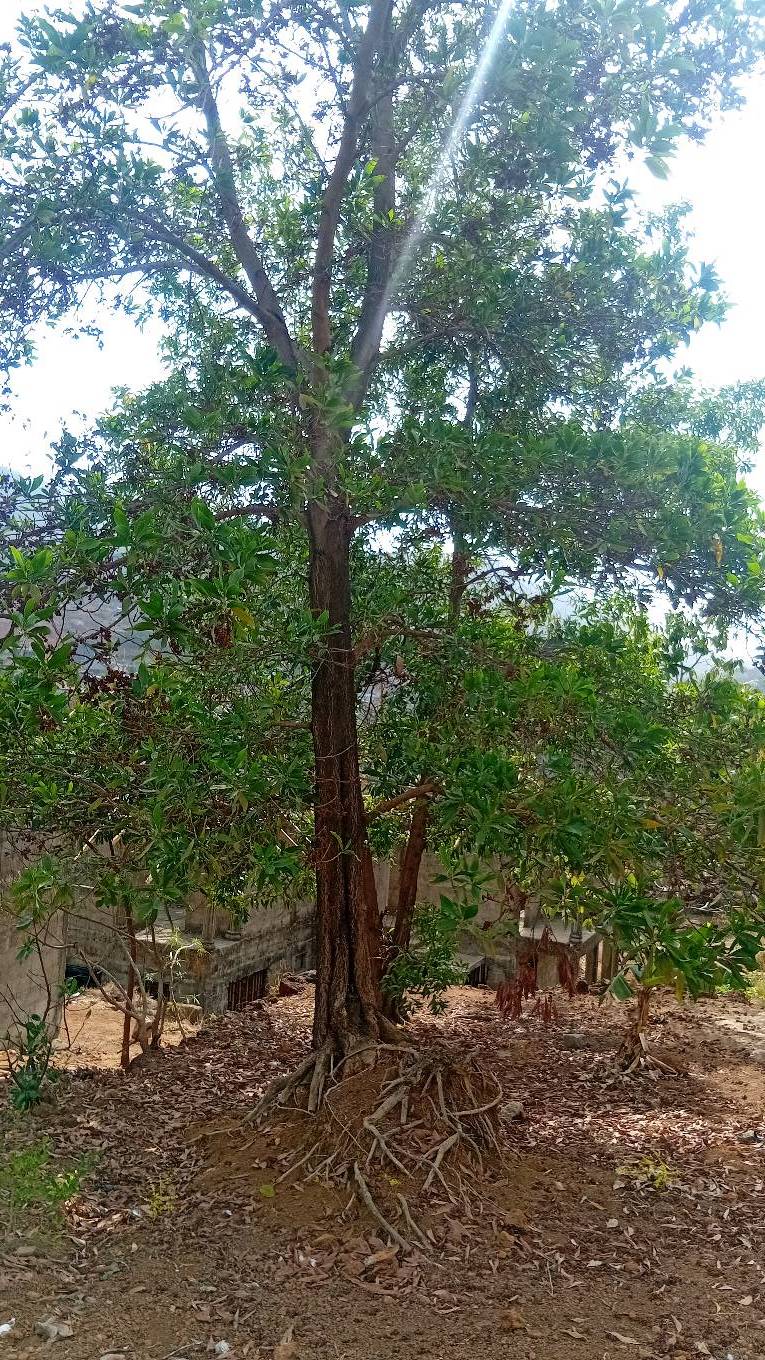 tree