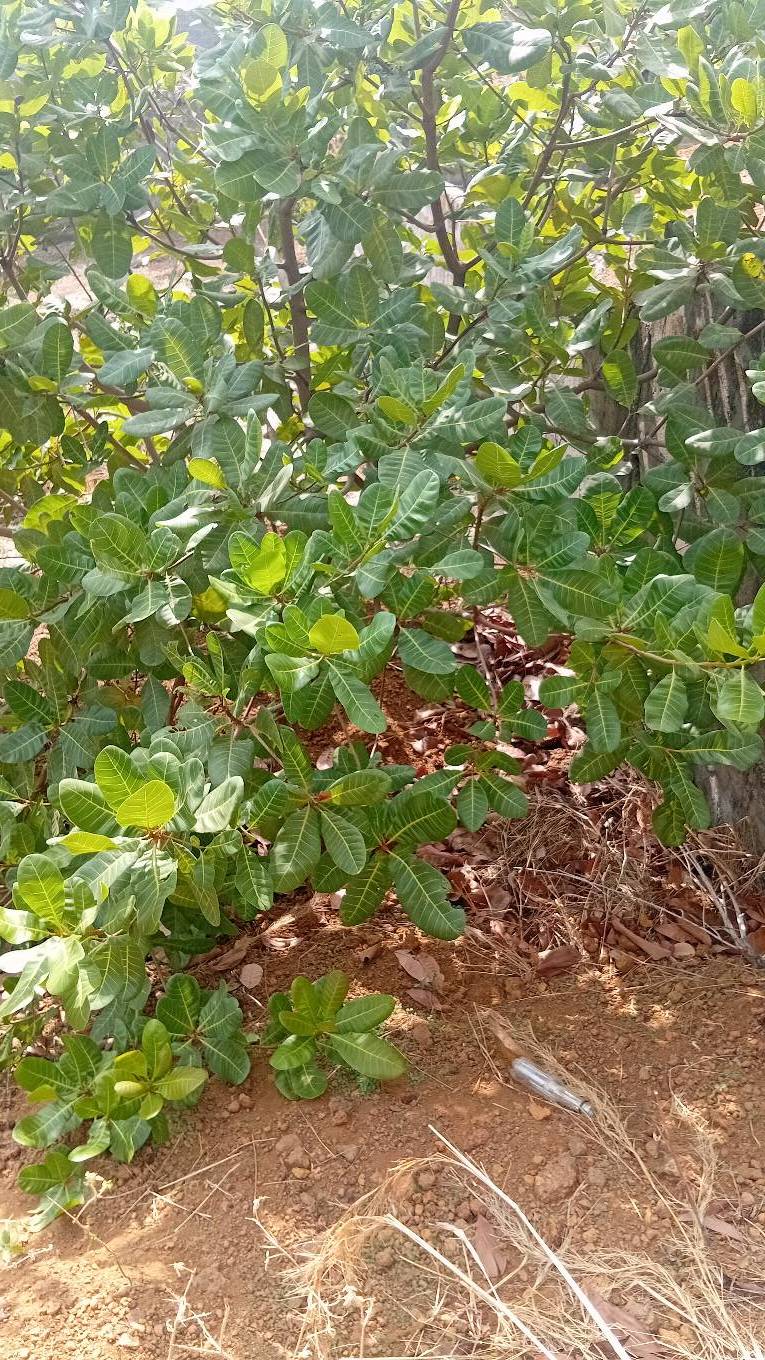 tree