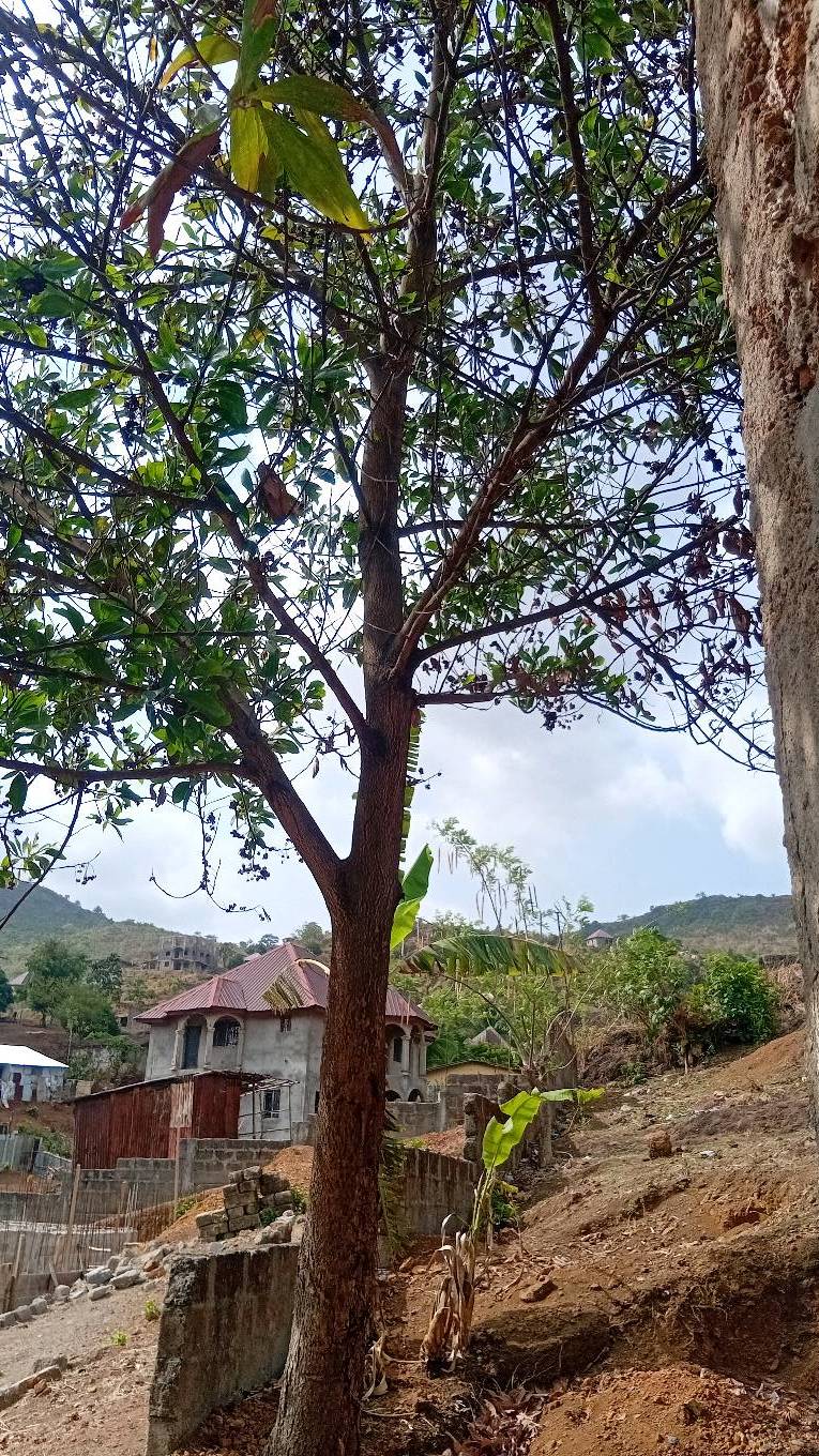 tree