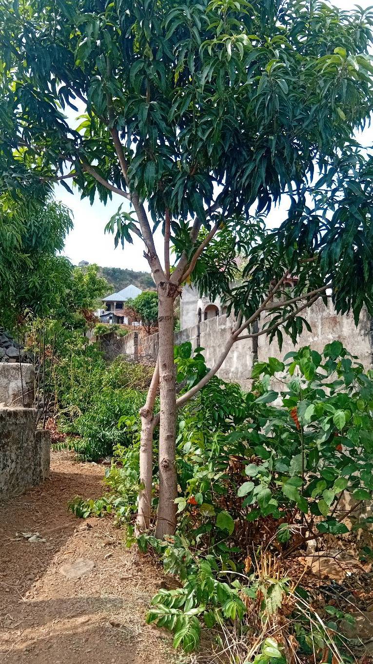 tree