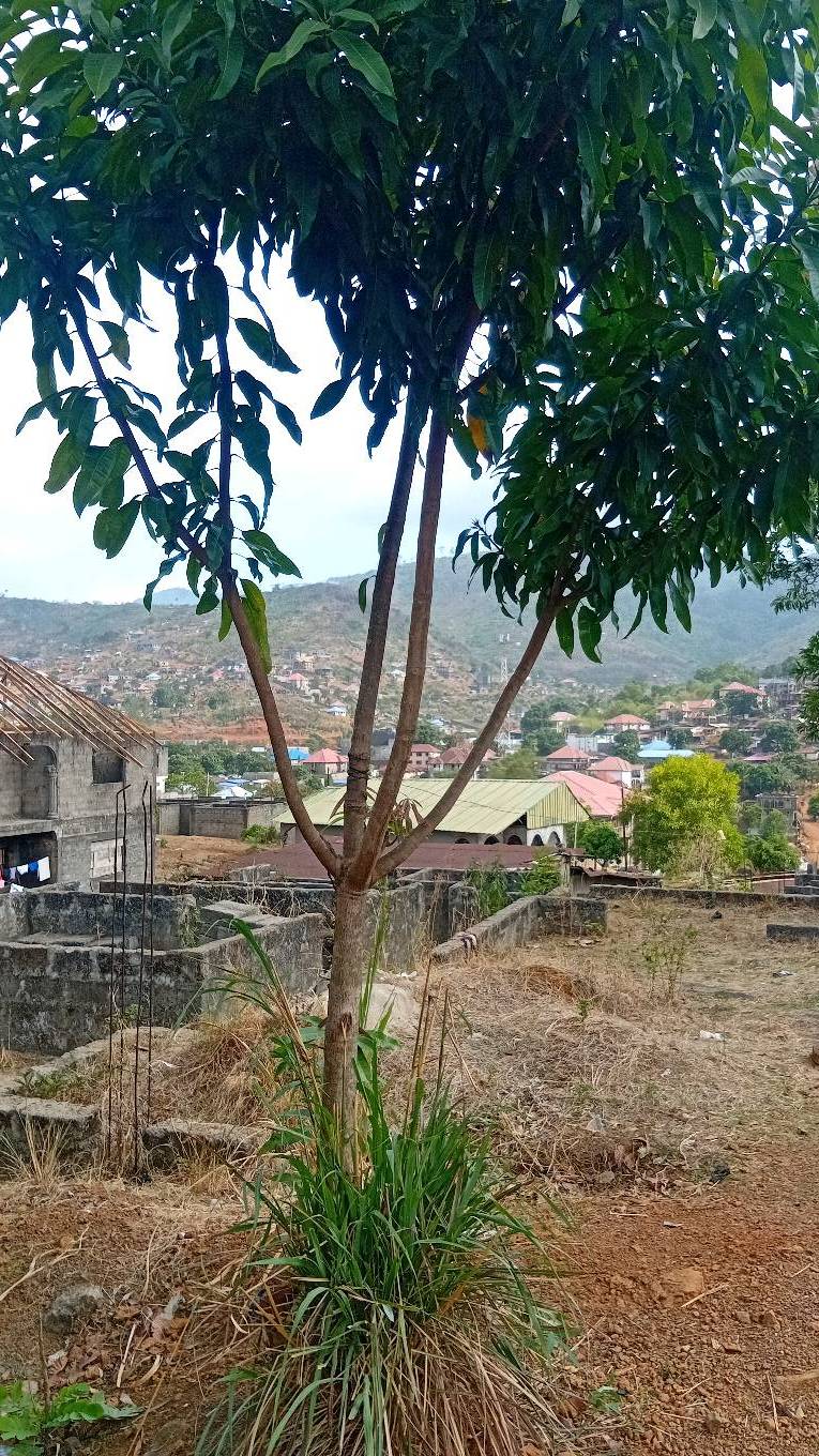 tree