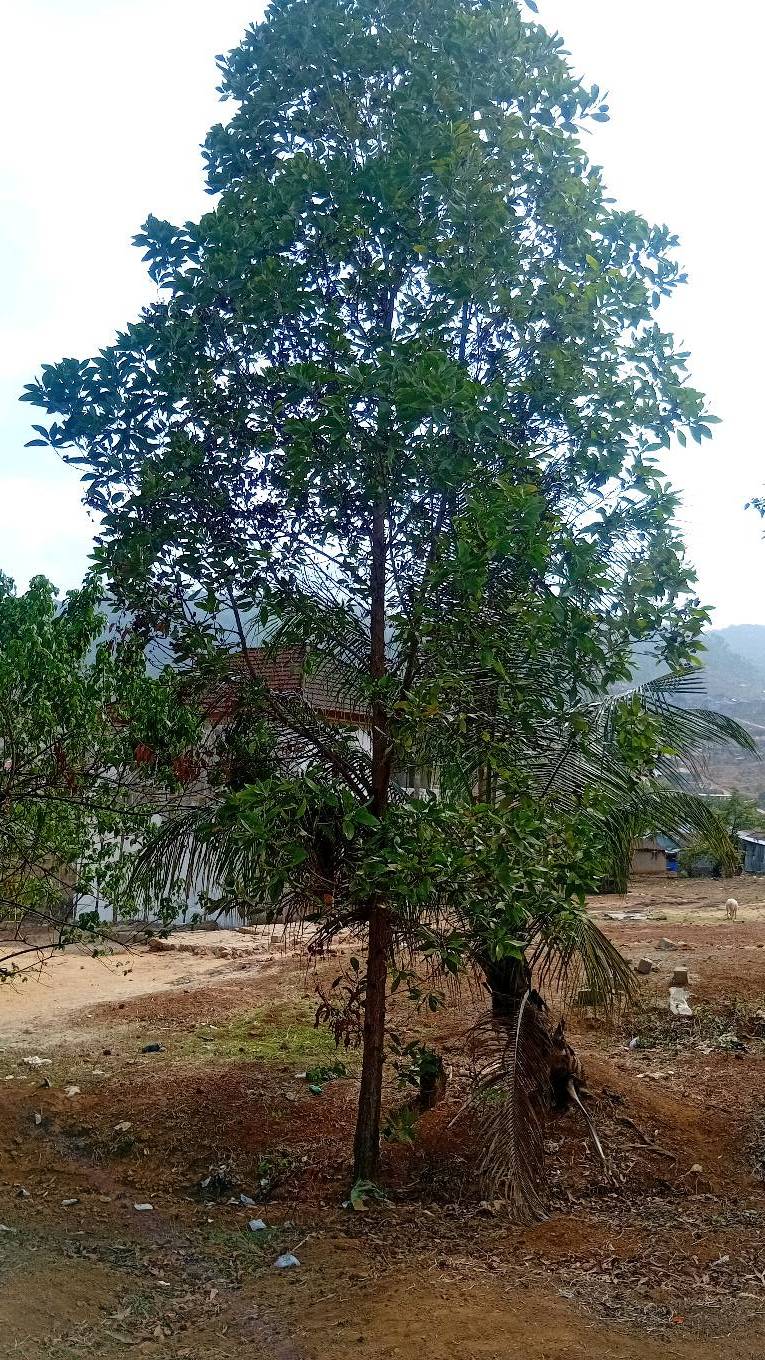 tree