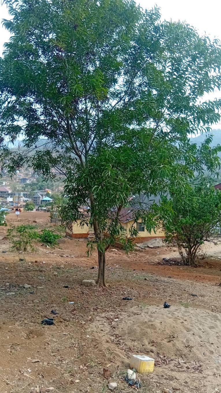 tree