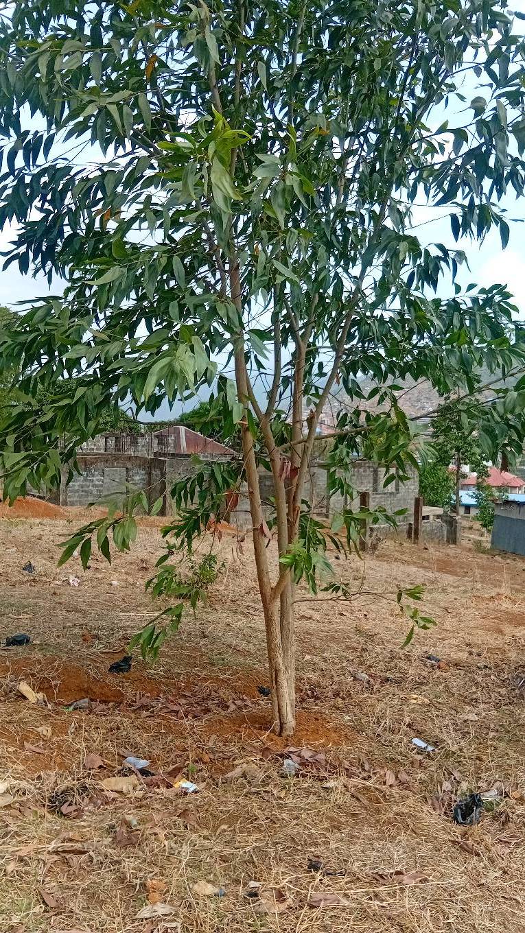 tree