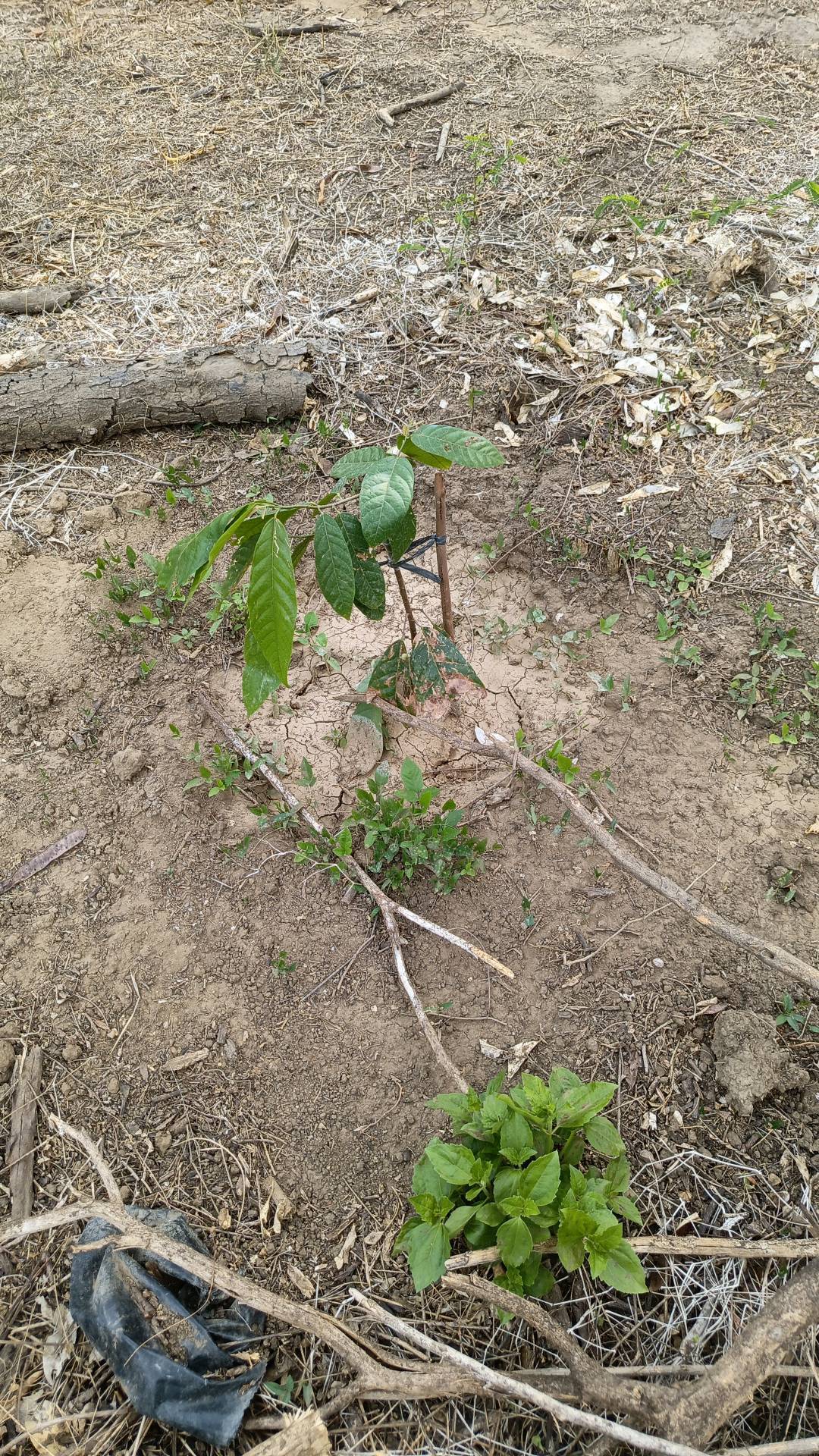 tree