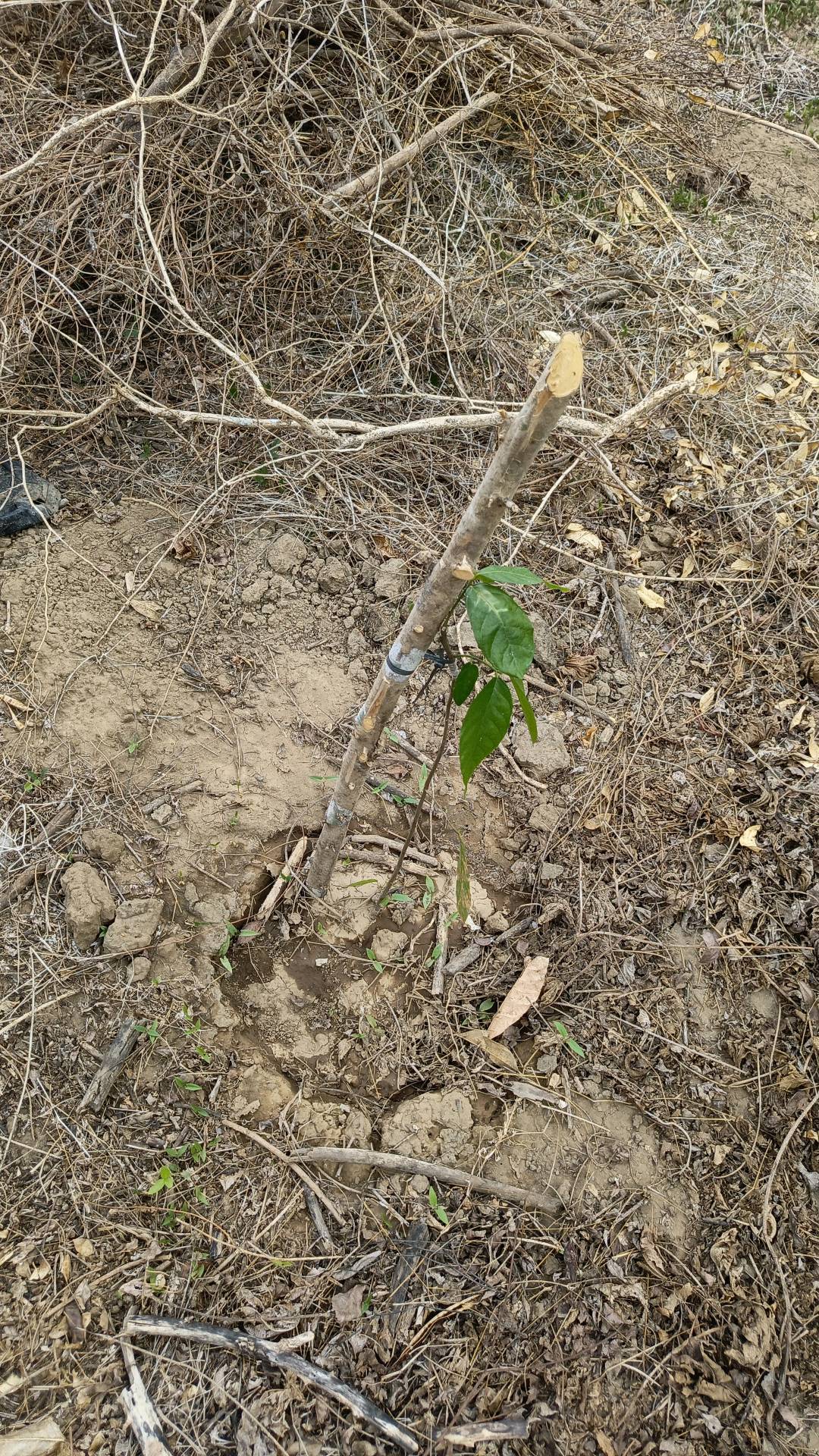 tree