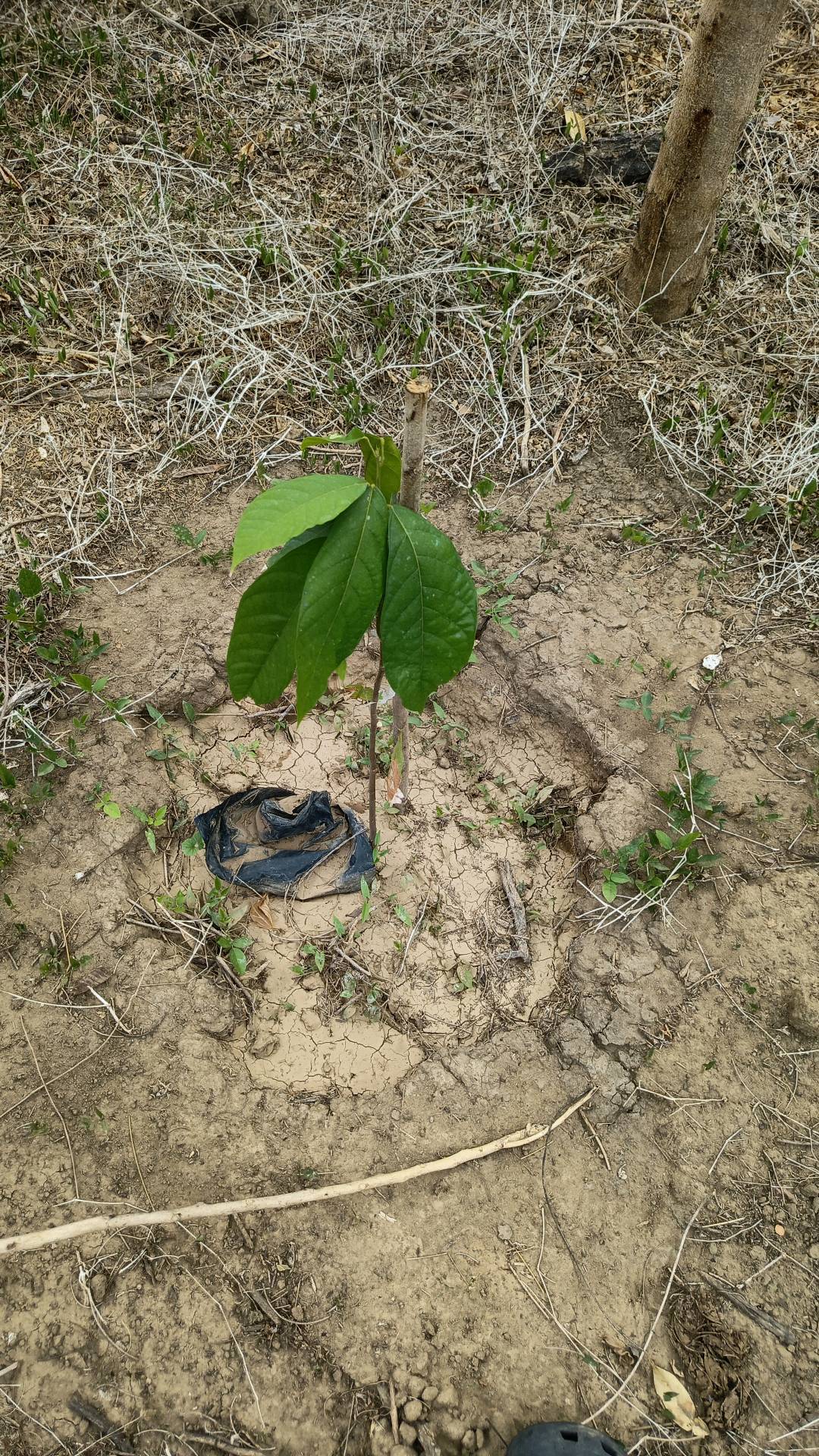 tree