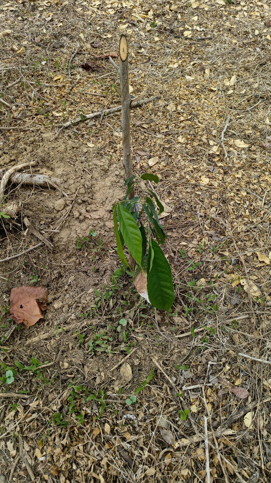 tree