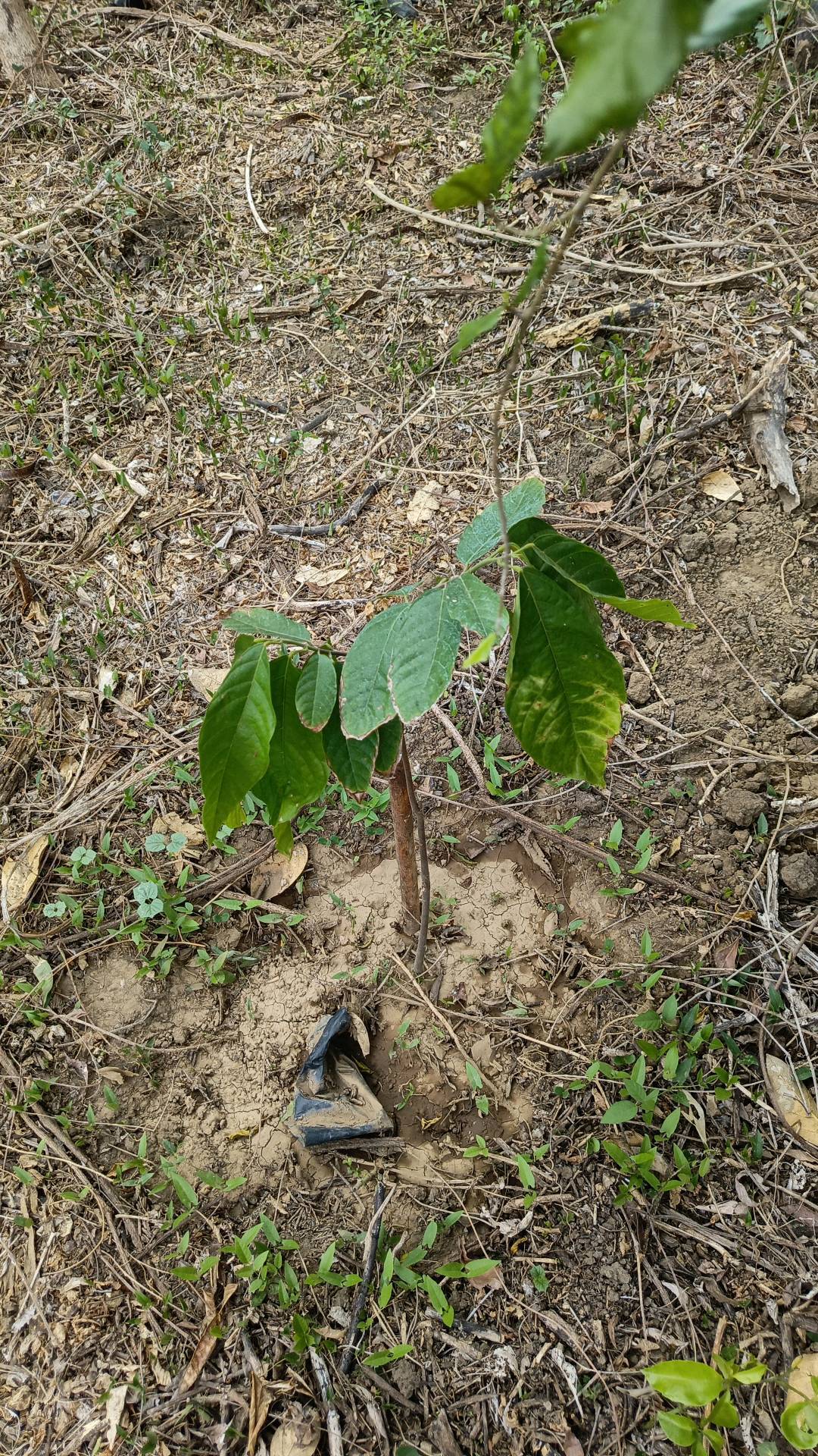 tree
