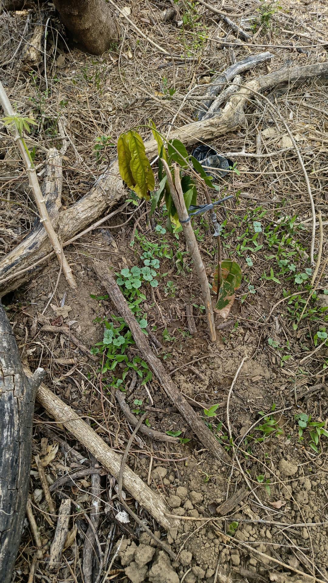 tree
