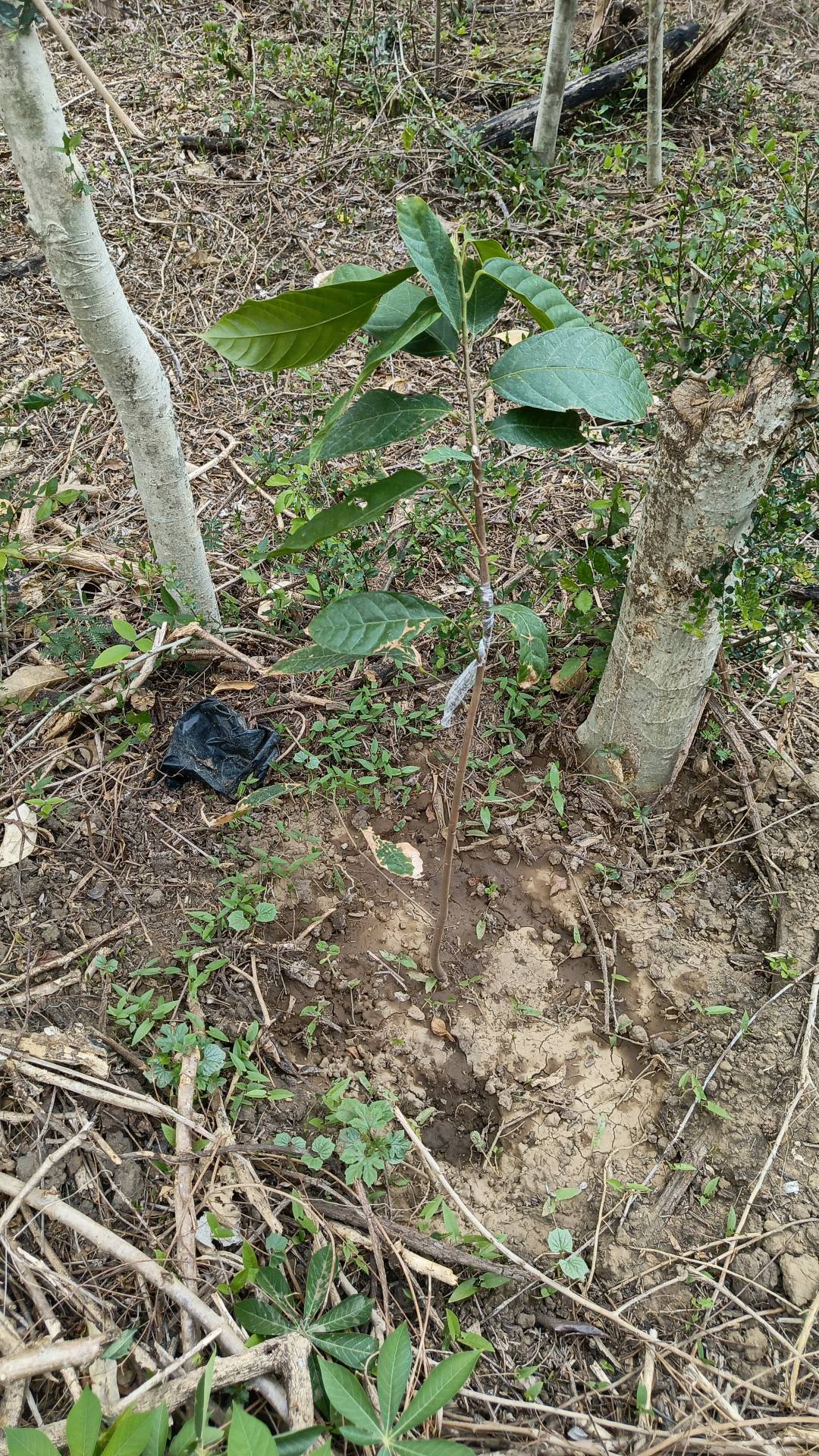 tree