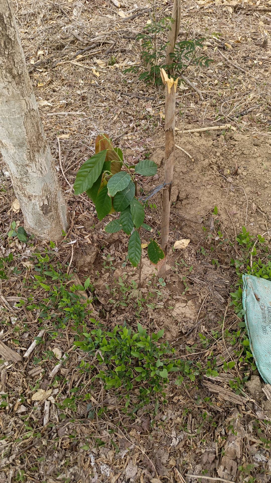 tree
