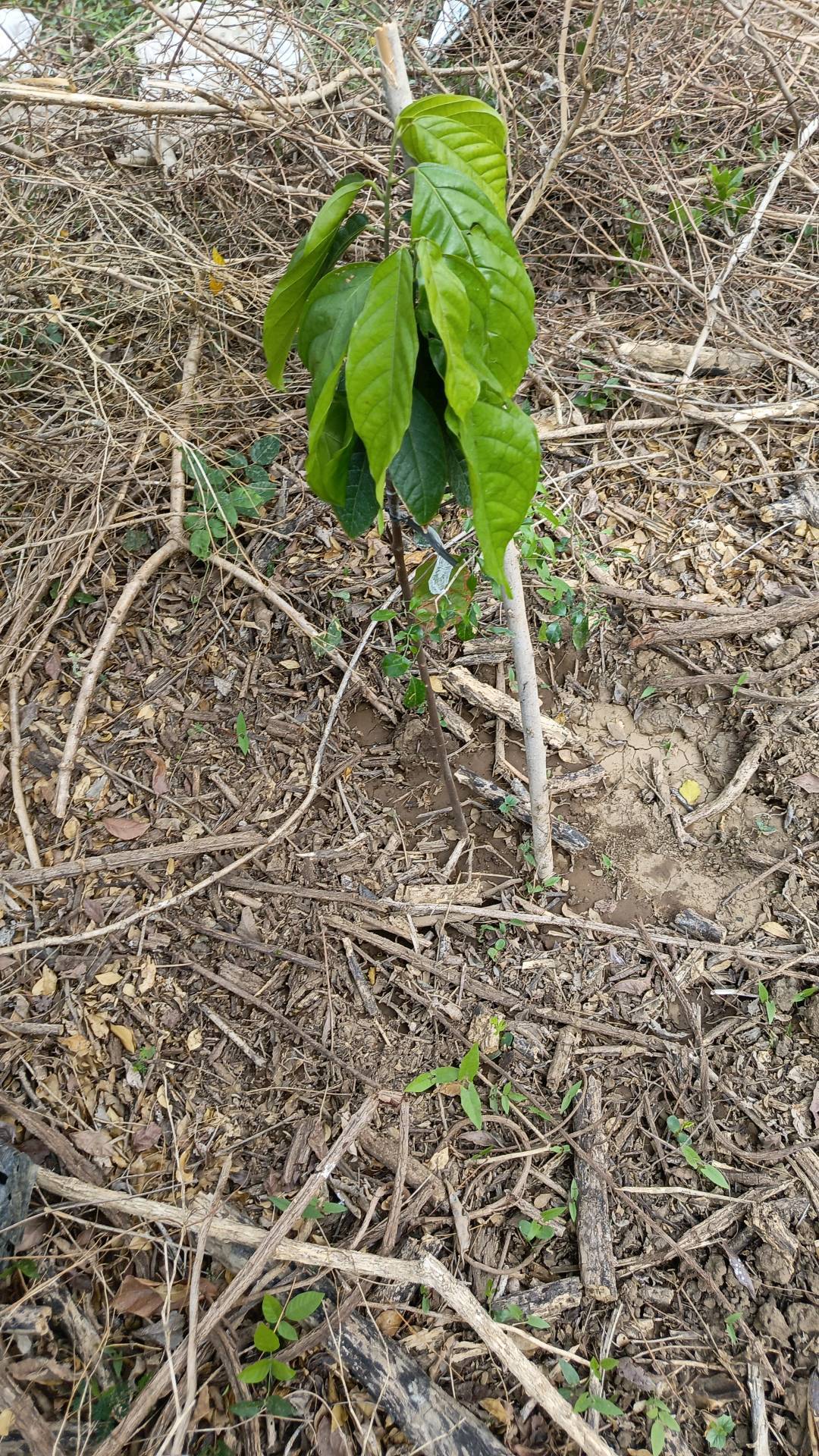 tree